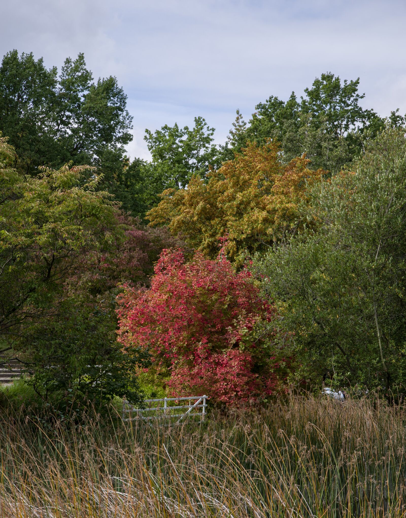 Pentax K-1 Mark II sample photo. Trees, color, autumn photography