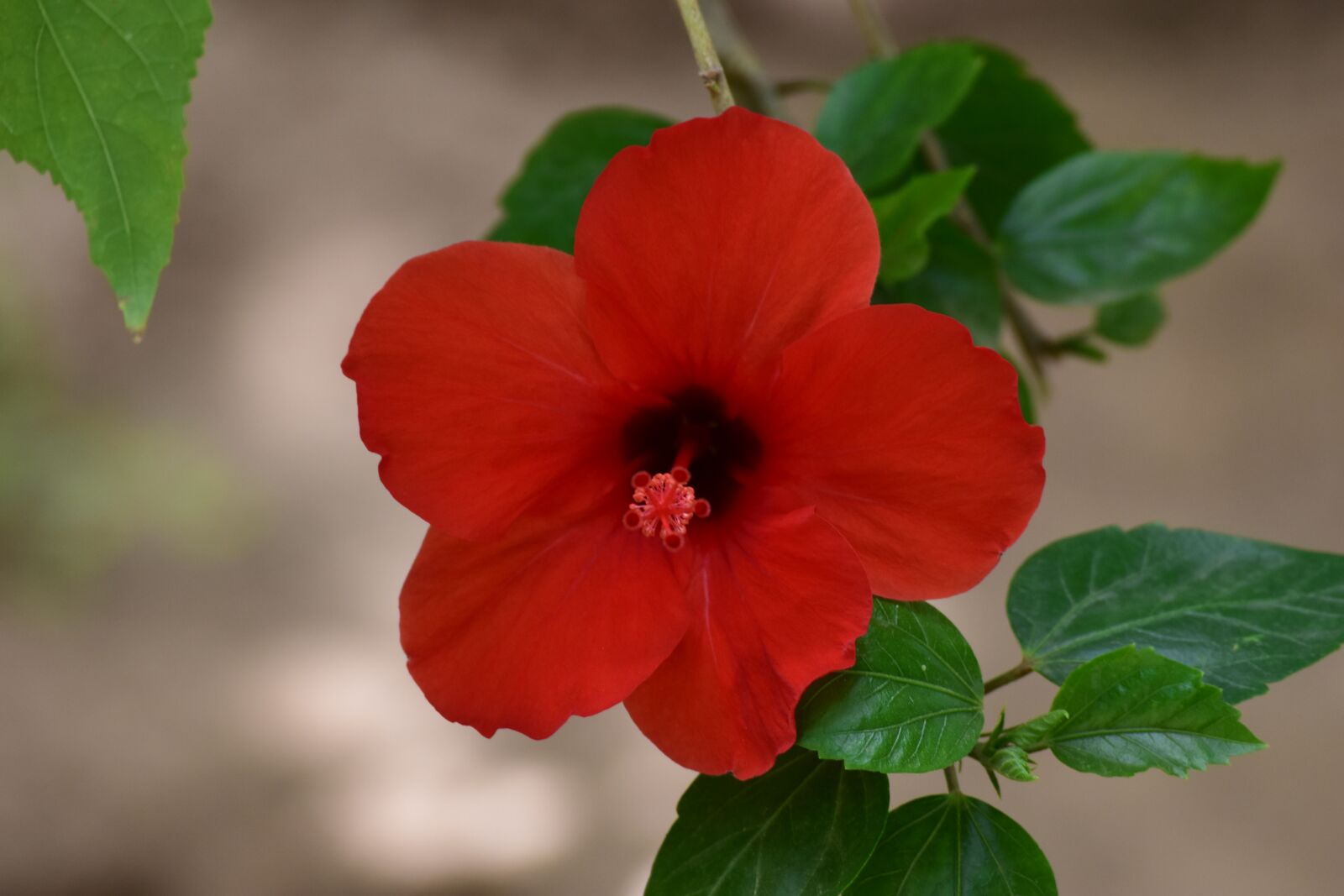 Nikon D5500 sample photo. Flower, red, morocco photography