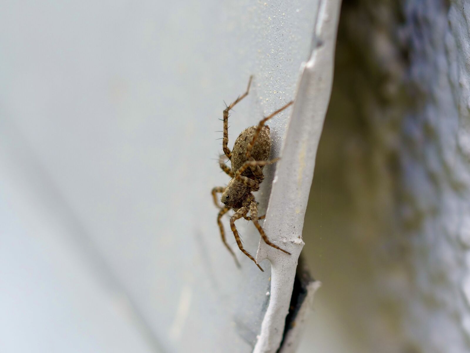 Panasonic Lumix DC-G9 sample photo. Spider, insect, macro photography