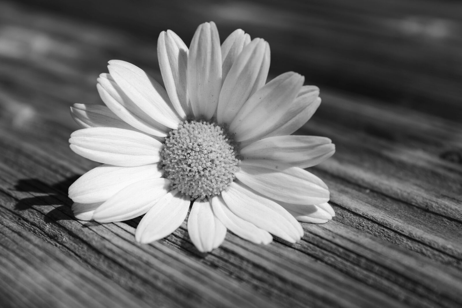 Canon EOS 2000D (EOS Rebel T7 / EOS Kiss X90 / EOS 1500D) sample photo. Daisy, flower, feeling photography
