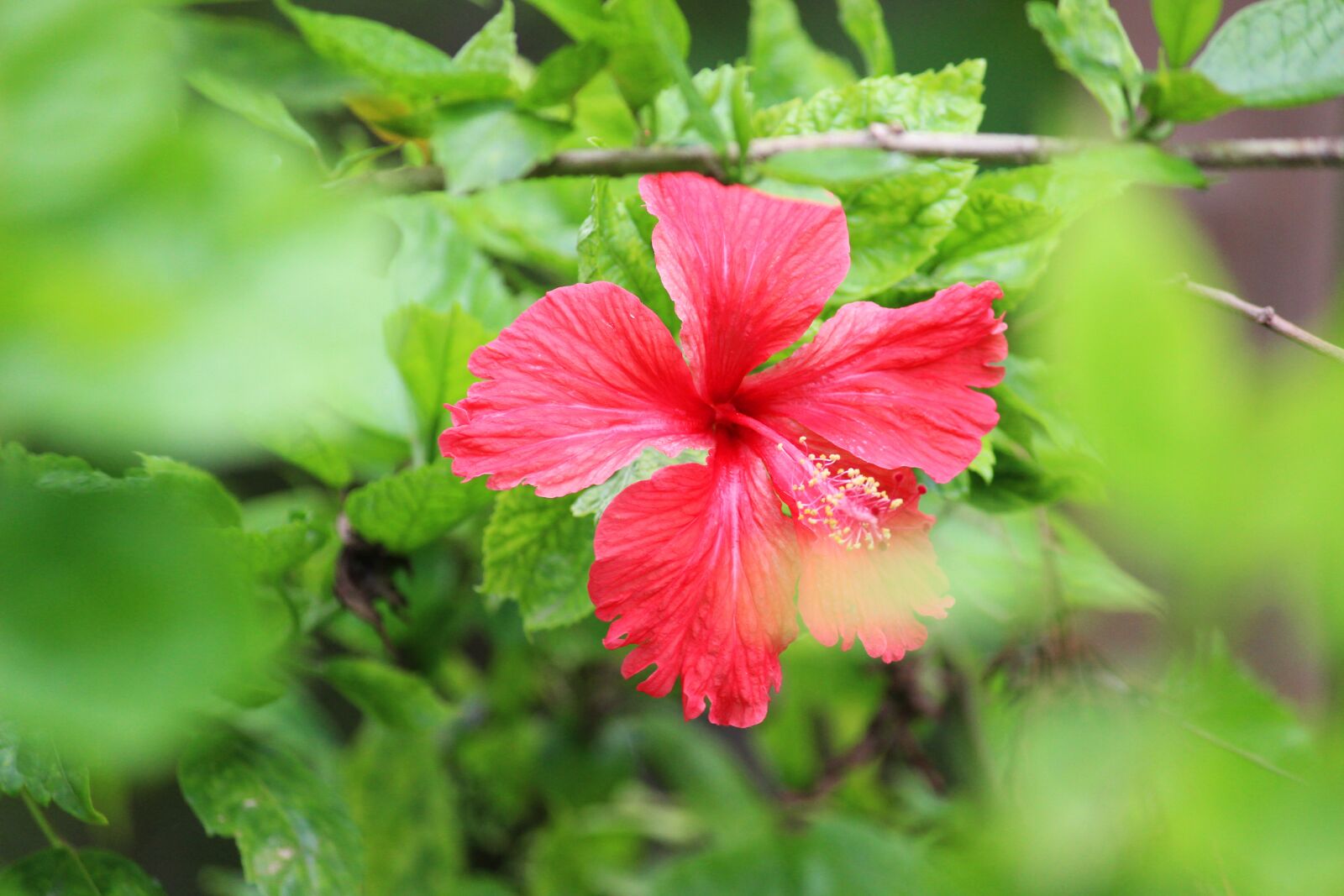 Canon EOS 600D (Rebel EOS T3i / EOS Kiss X5) sample photo. Flower, nature, spring photography