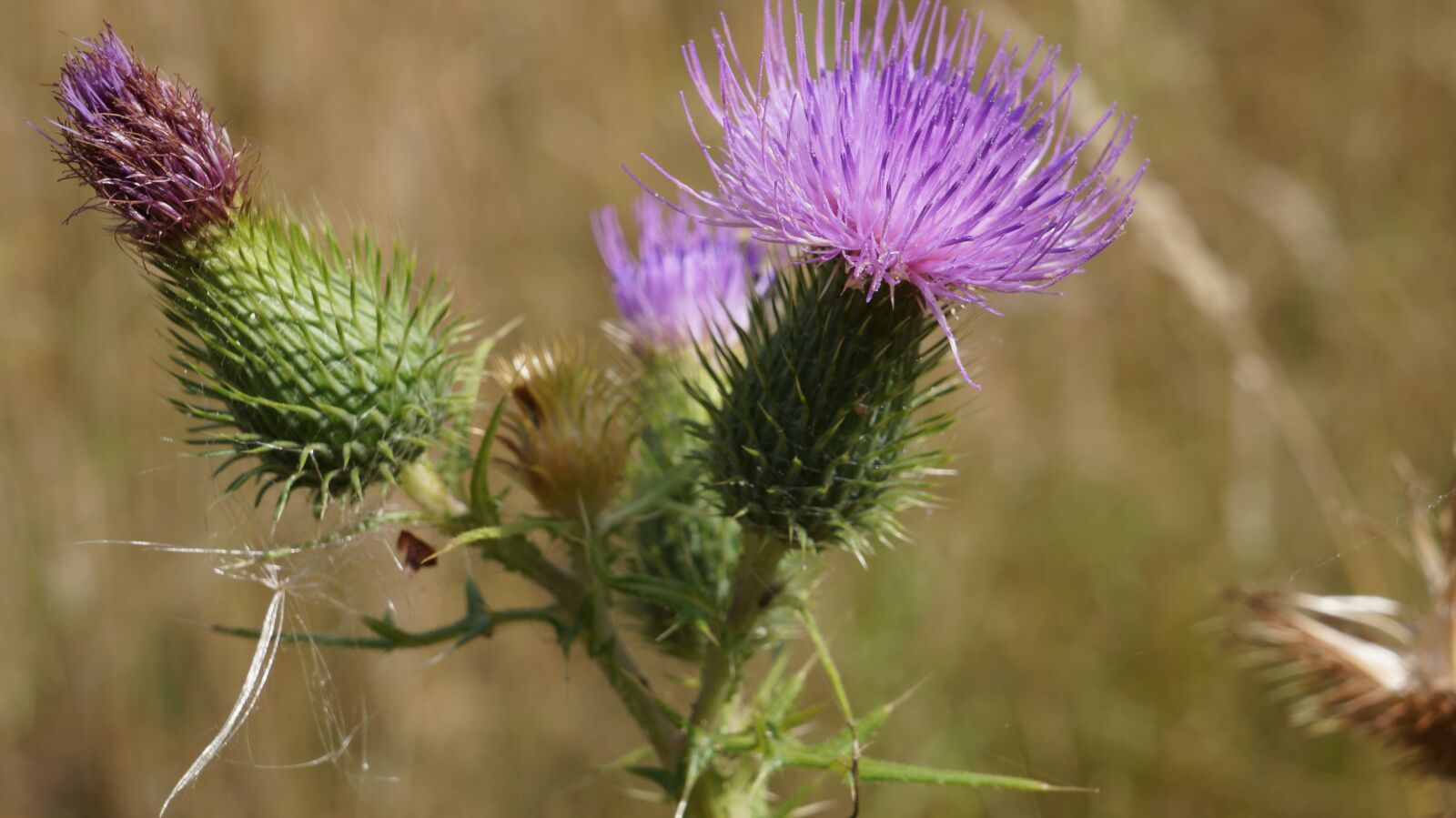 Sony Alpha a3000 sample photo. Thistle, nature, plant photography