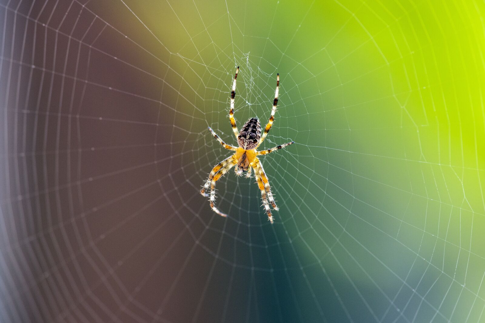 Canon EOS 6D Mark II sample photo. Spider, cobweb, web photography