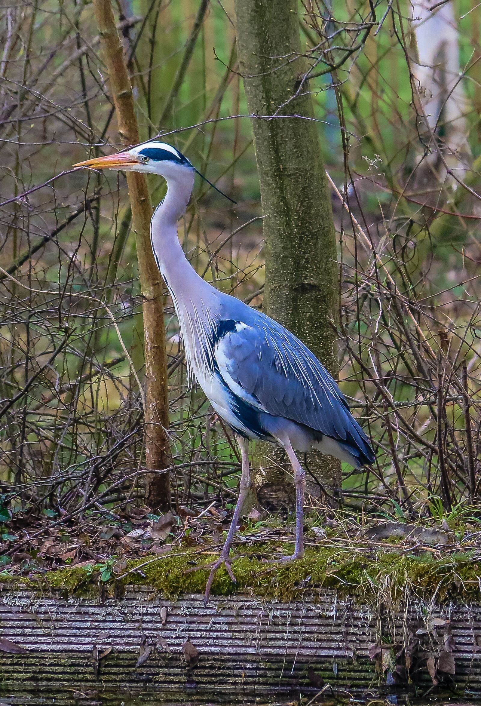 Canon EOS 70D sample photo. Heron, bird, wild photography