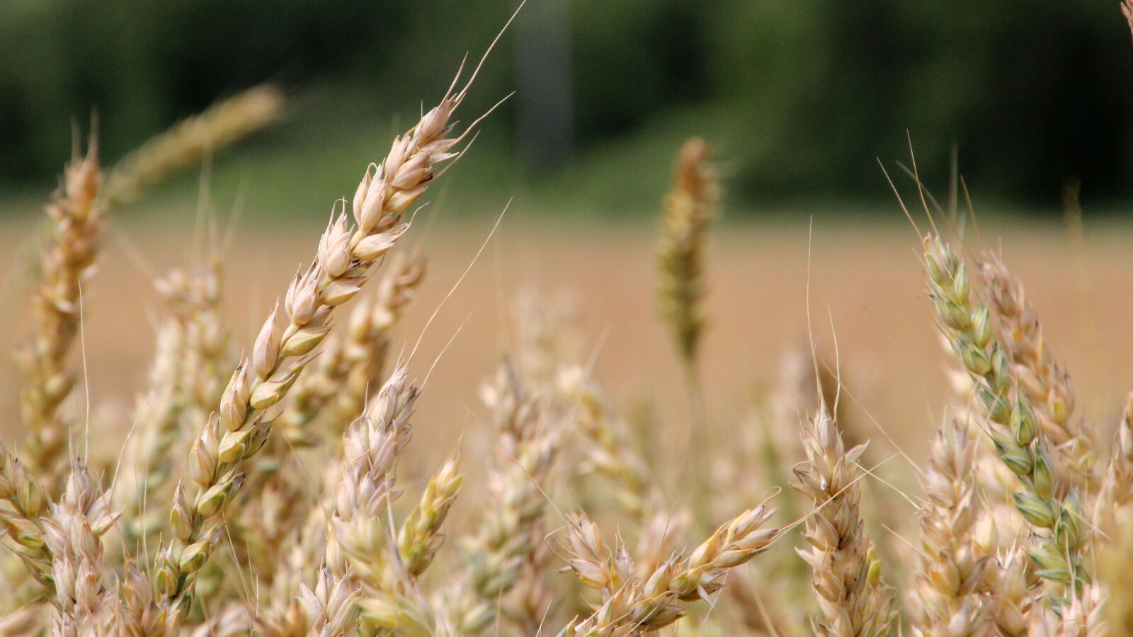 Canon EOS 600D (Rebel EOS T3i / EOS Kiss X5) sample photo. Yellow, cornfield, agriculture photography