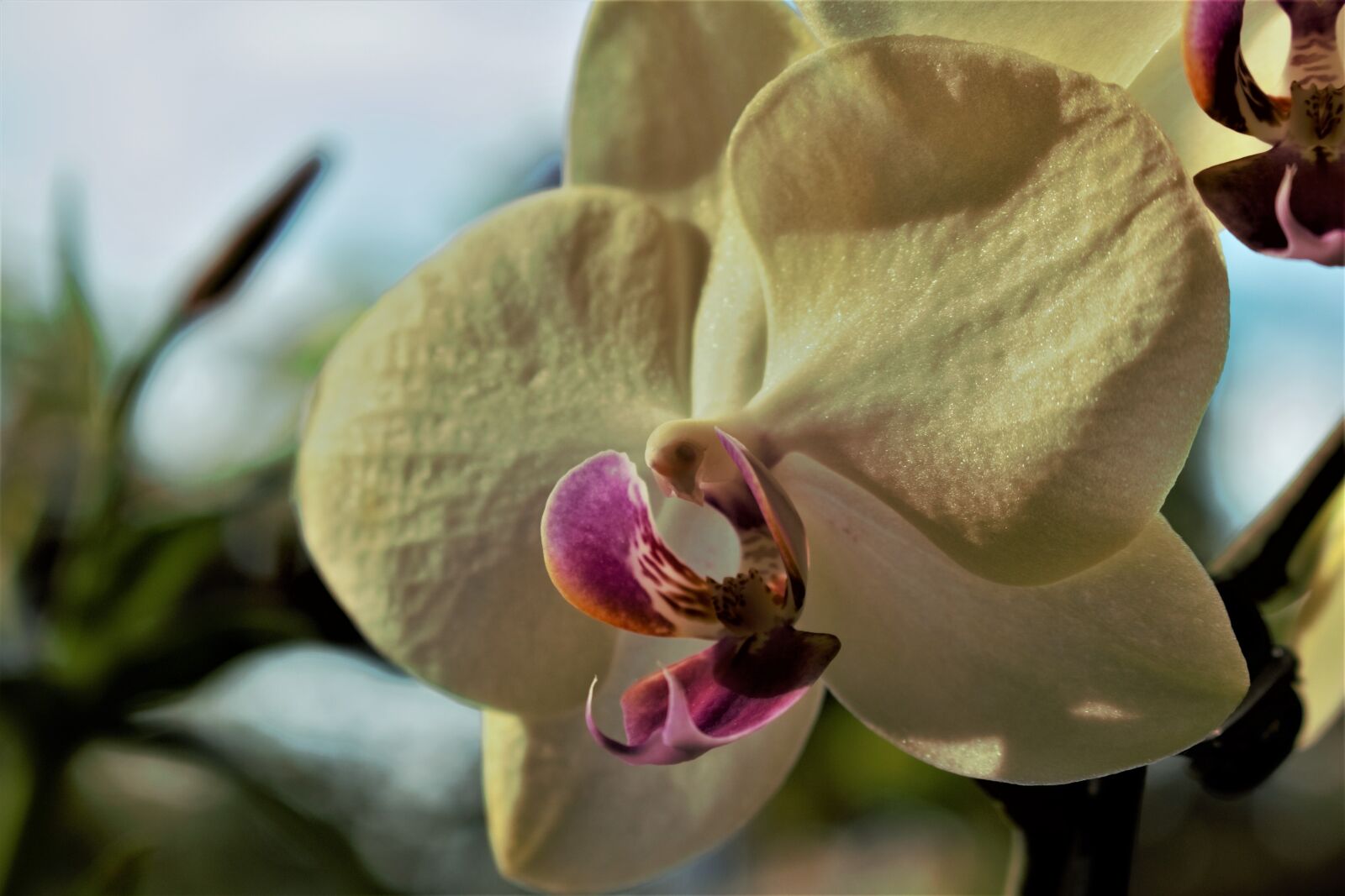 Canon EOS 100D (EOS Rebel SL1 / EOS Kiss X7) sample photo. Orchid, flower, blossom photography