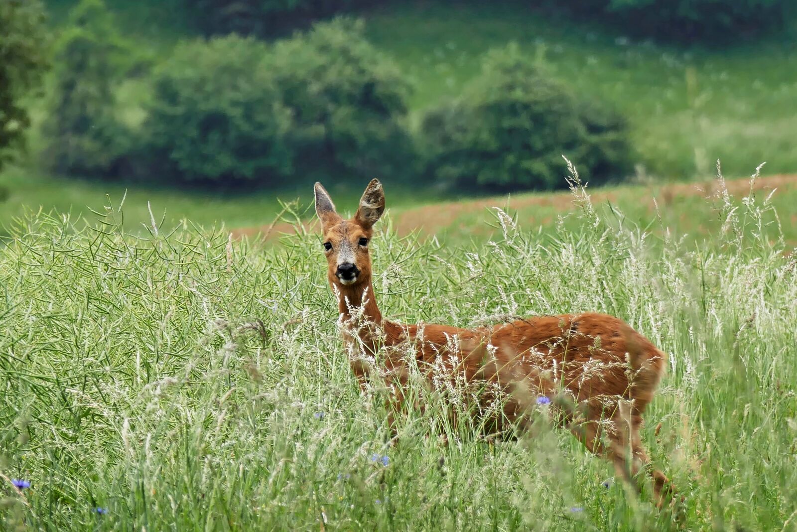 Panasonic Lumix DMC-FZ1000 sample photo. Roe deer, roe, animal photography
