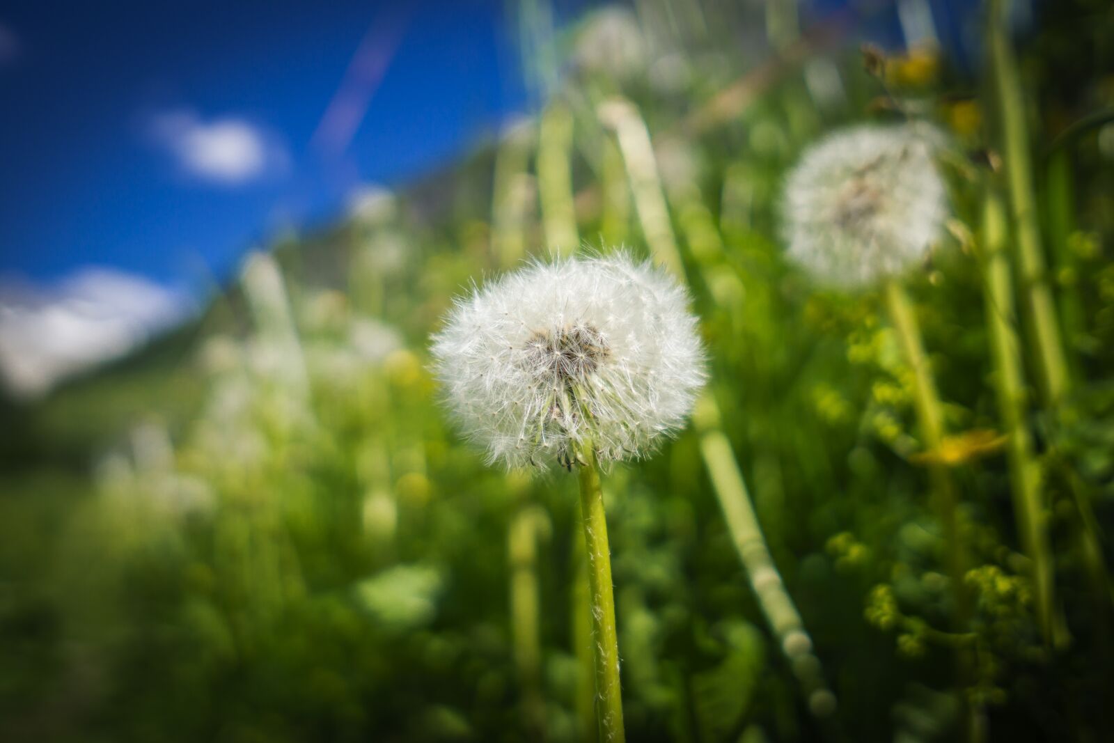 Sony a6000 + Sigma 19mm F2.8 EX DN sample photo. Flower, meadow, nature photography