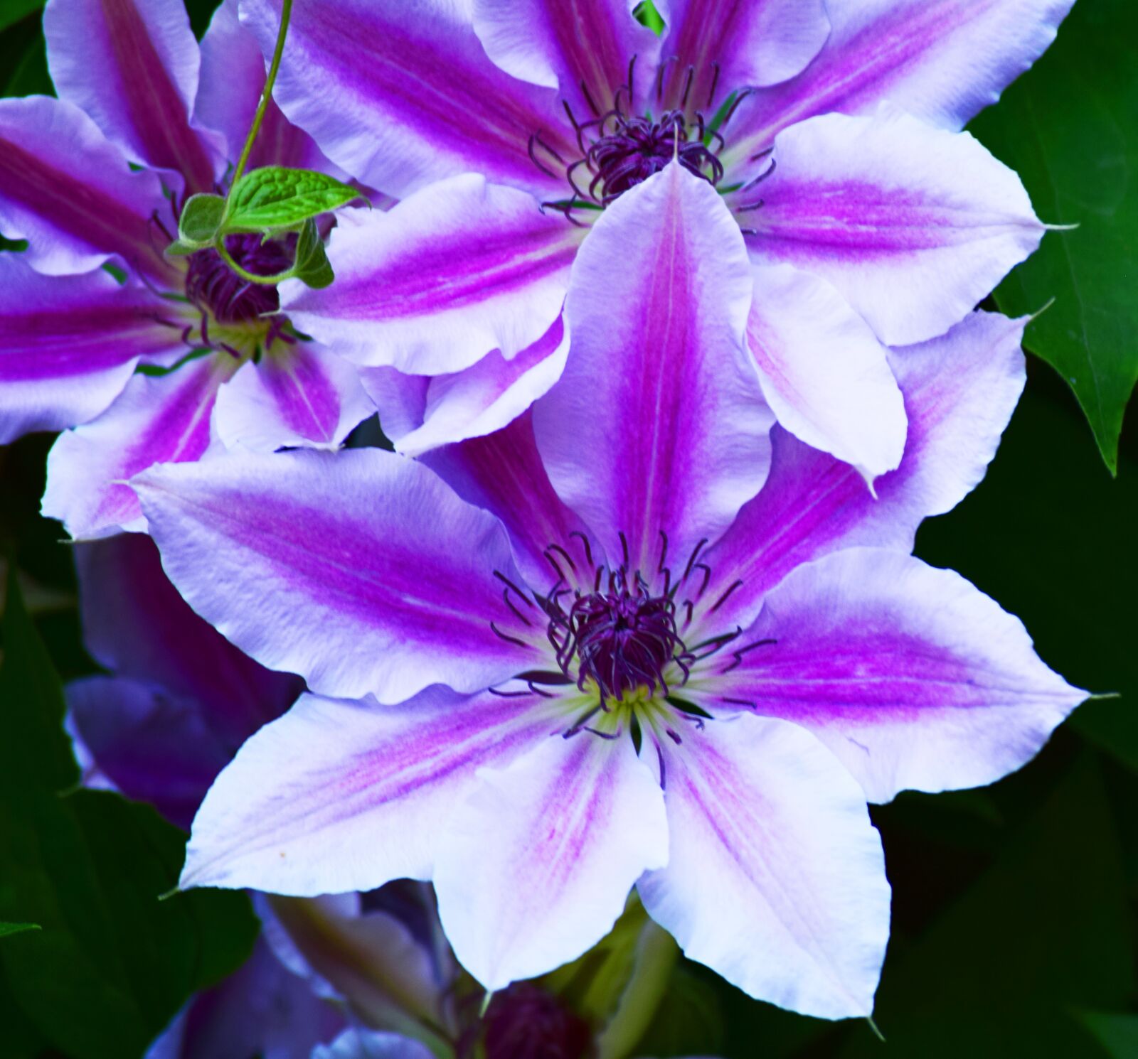 Nikon D5300 sample photo. Flower, clematis, blue photography