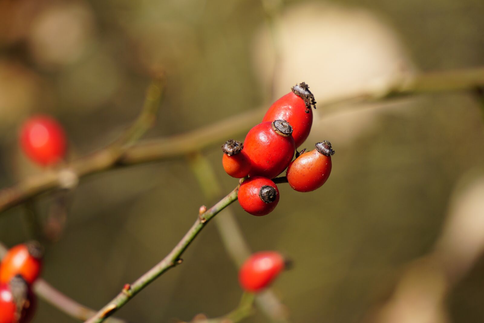 Sony a6000 sample photo. Rose hip, fruit, roses photography