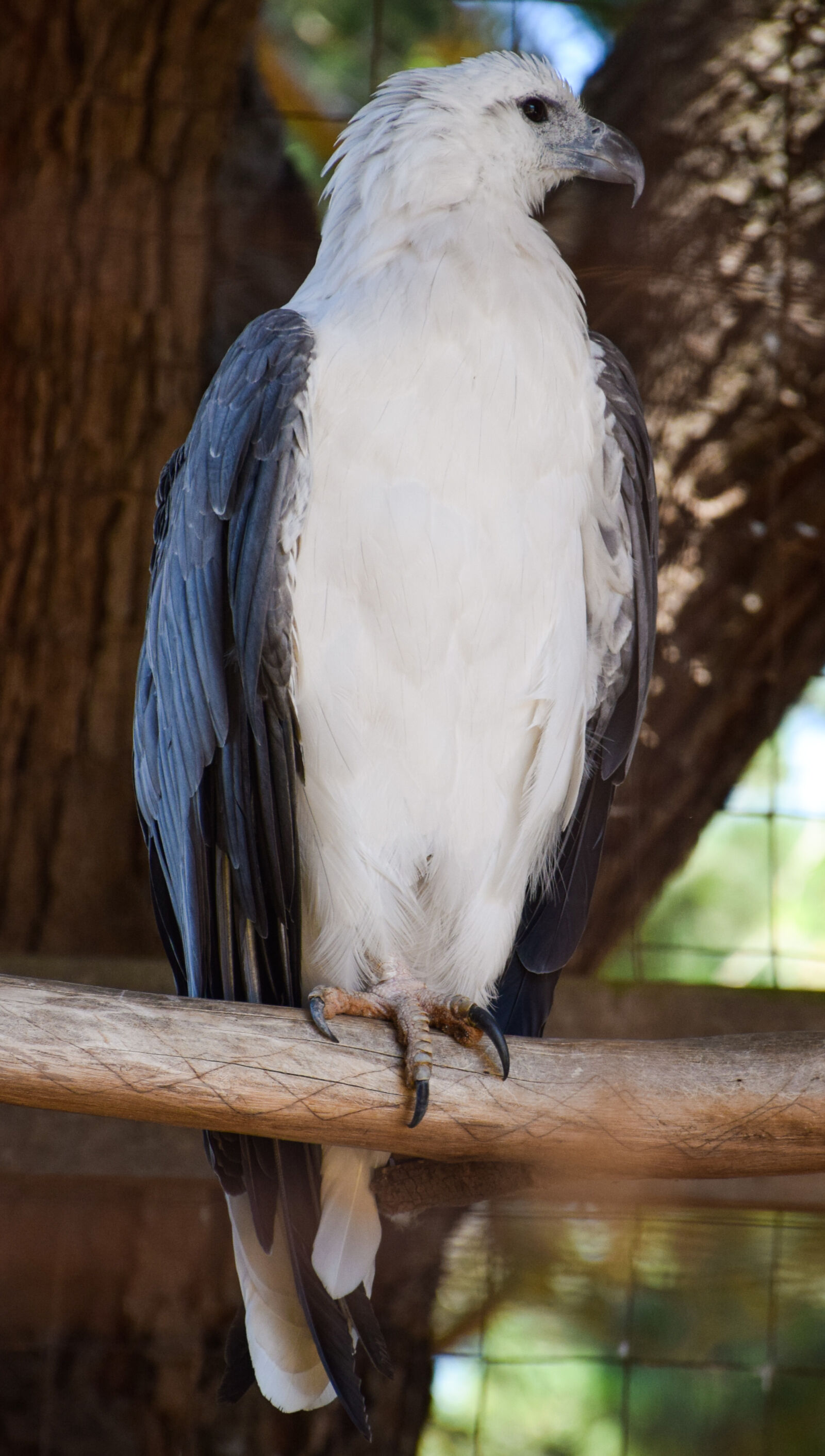 Nikon D5300 sample photo. Eagle photography