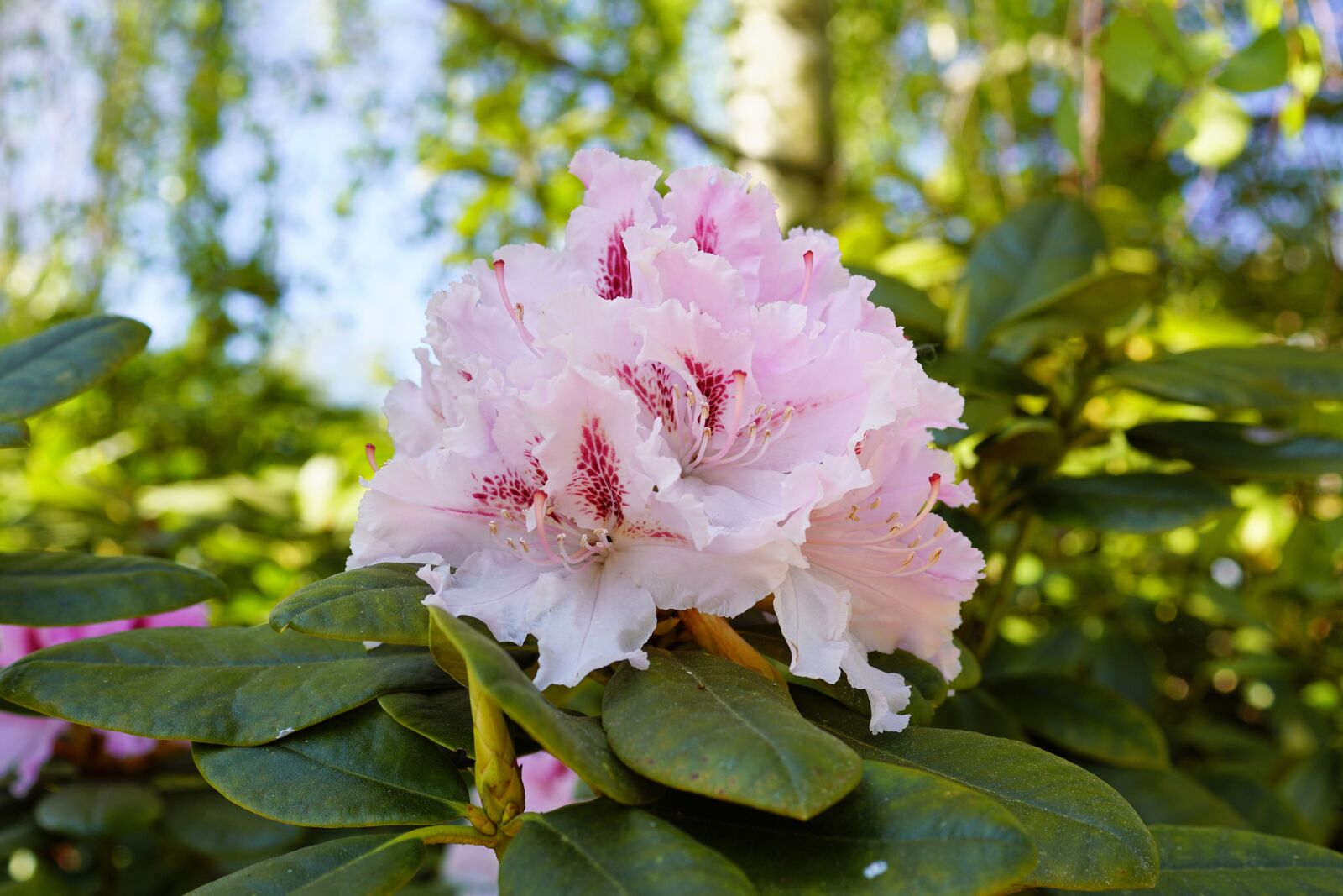 Sony DT 30mm F2.8 Macro SAM sample photo. Rhododendron, blossom, bloom photography