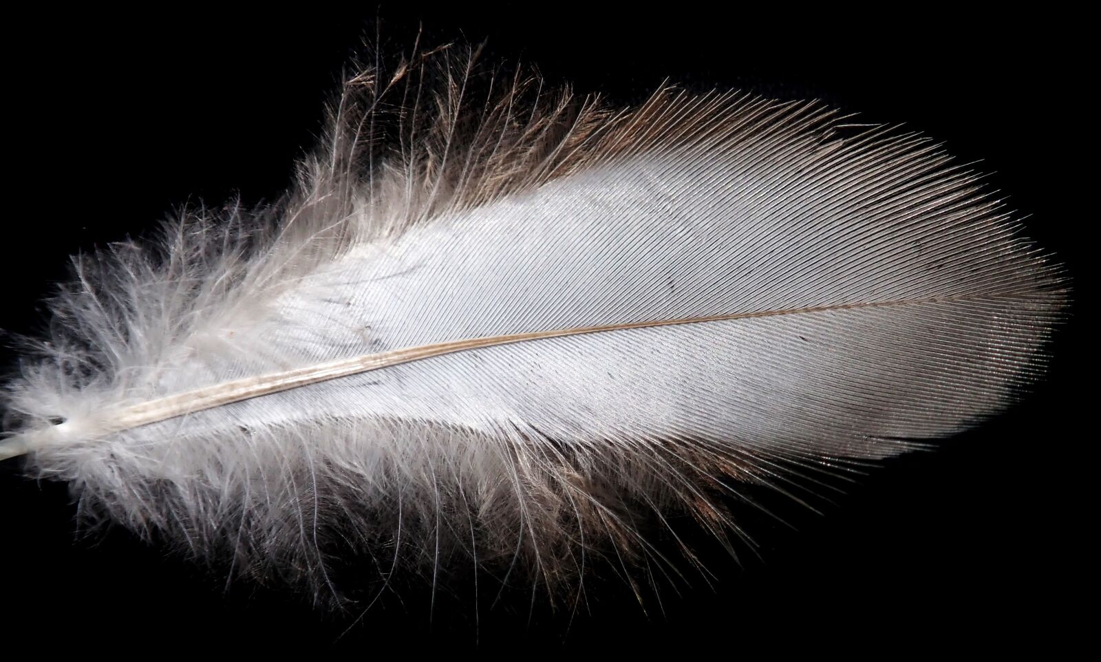 Olympus TG-5 sample photo. Feather, white, plumage photography