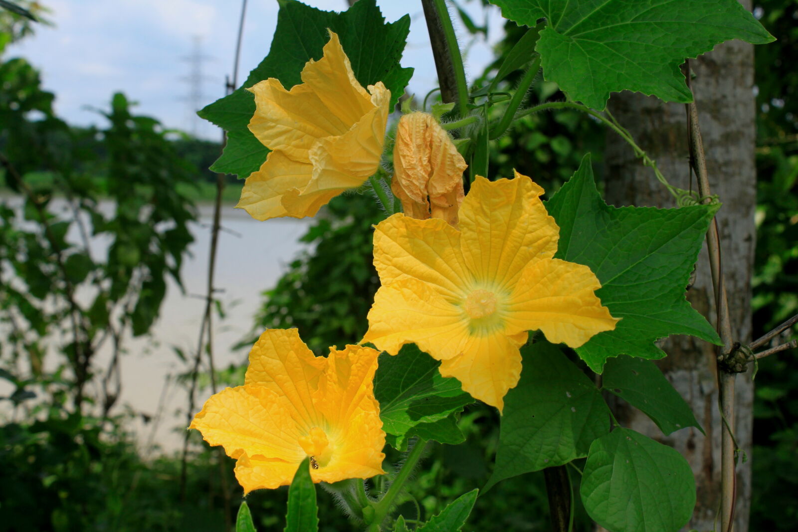 Canon EF-S 18-55mm F3.5-5.6 IS sample photo. Bangladesh, canal, fisherman, flower photography