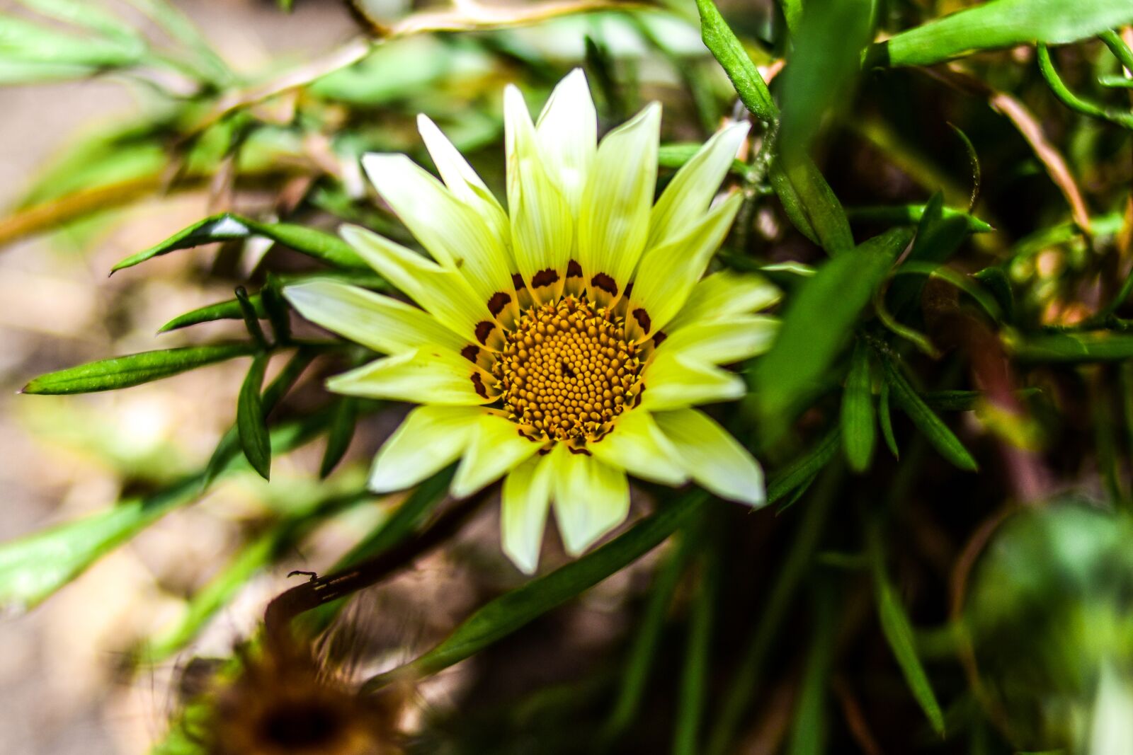 Nikon D3400 sample photo. Nature, plant, summer photography