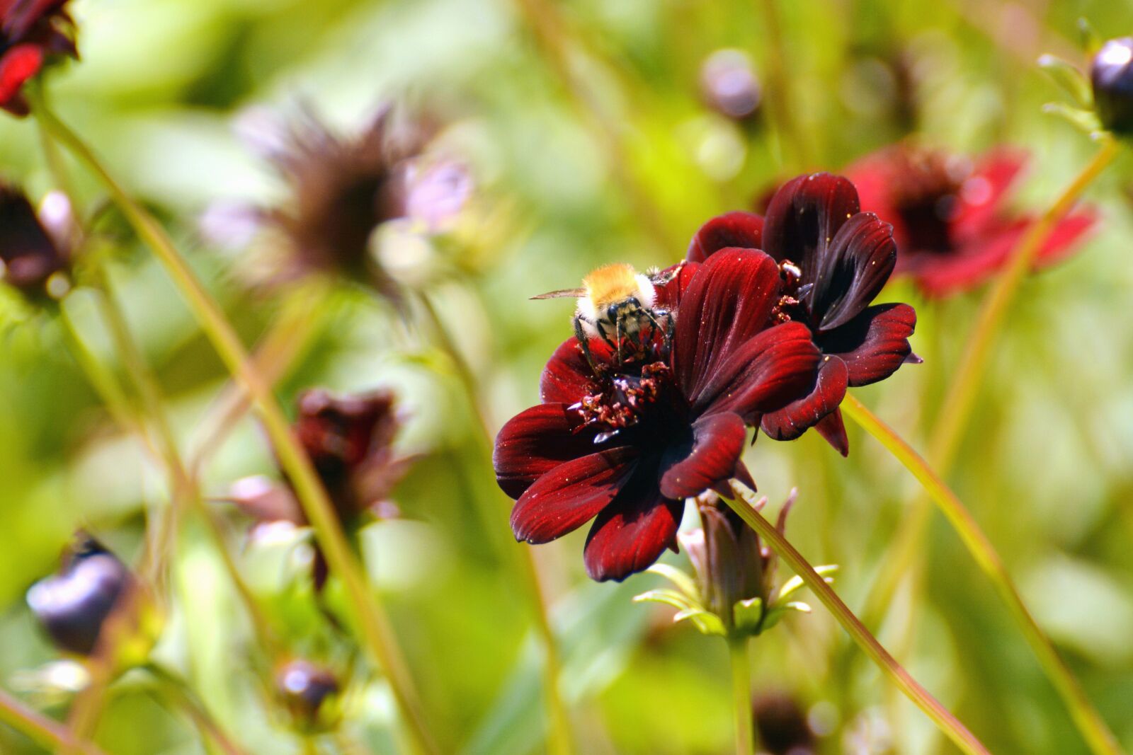 Nikon D5200 sample photo. Bumble bee, honey, haulm photography
