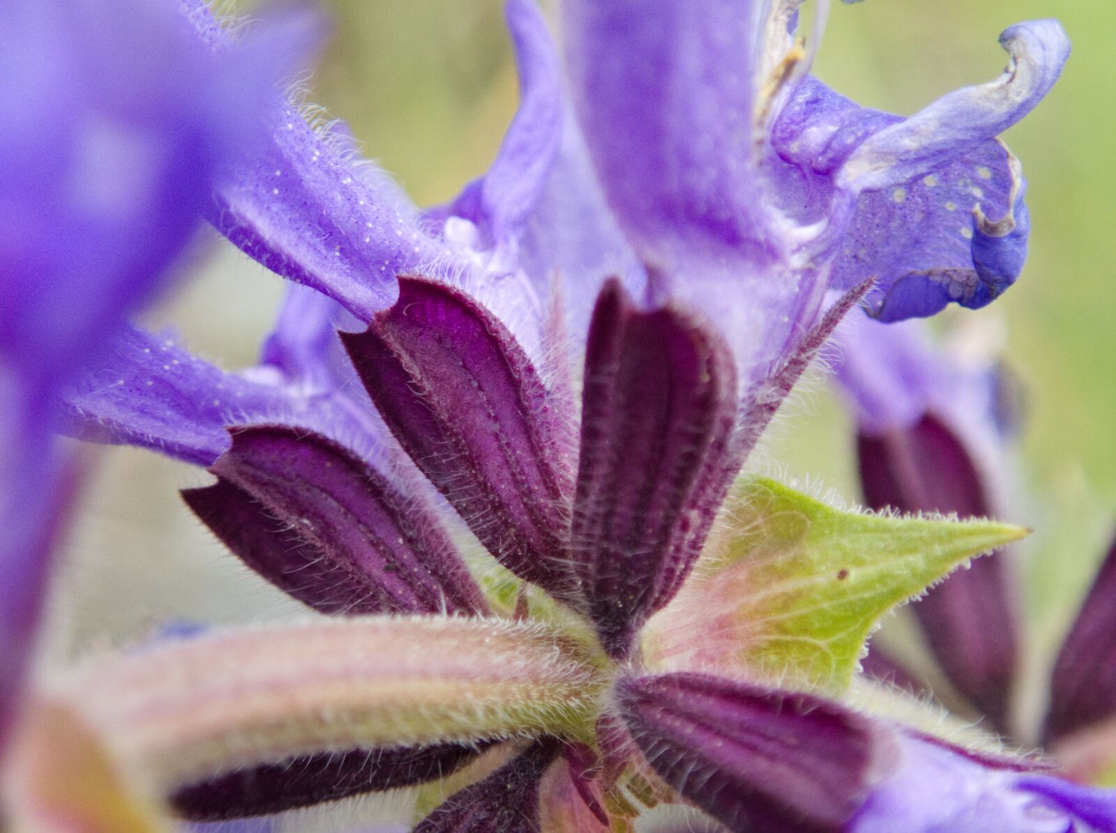 Olympus TG-5 sample photo. Flower, wild flower, meadow photography