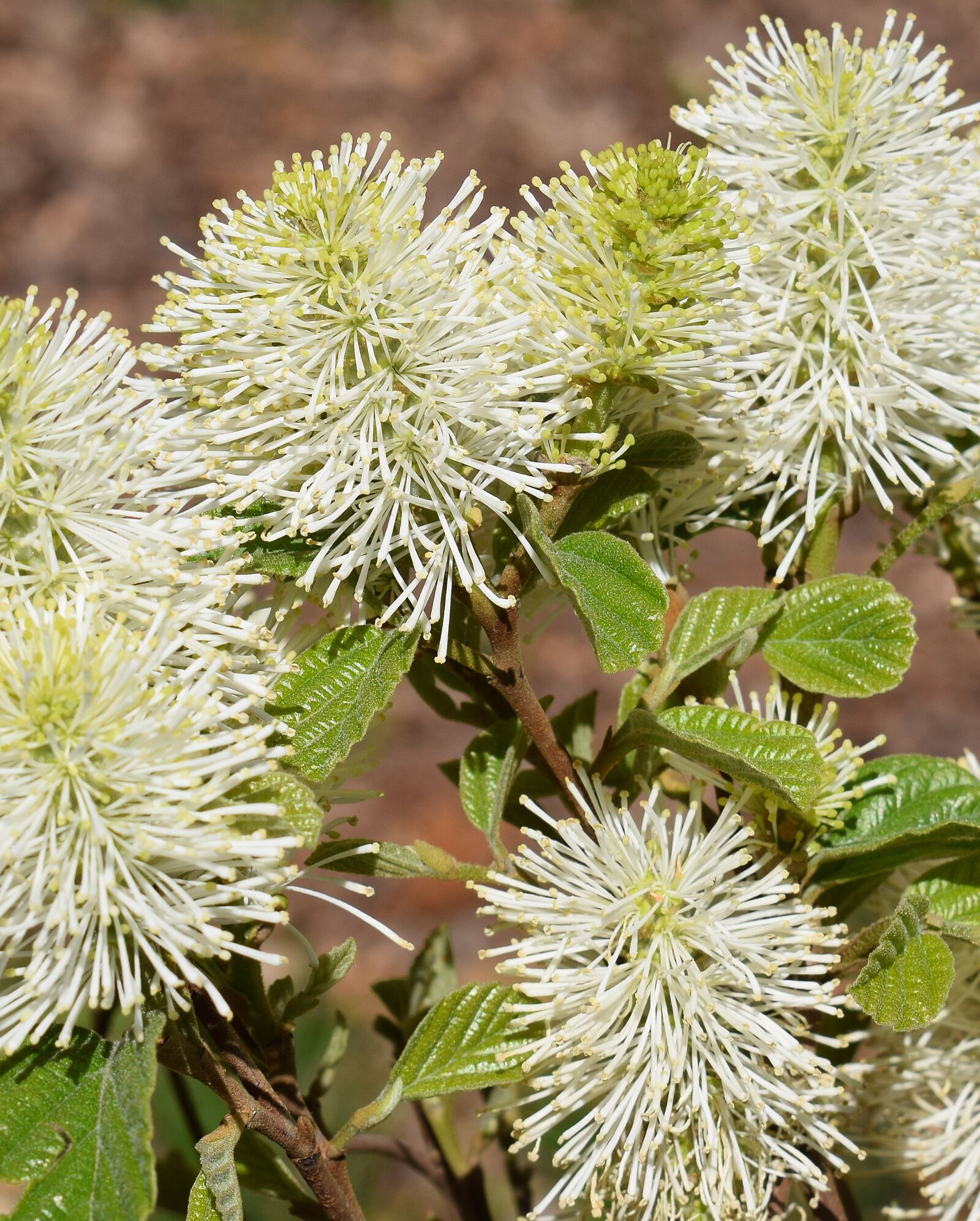 Nikon D3300 sample photo. Fothergilla, witch-alder, wildflower photography