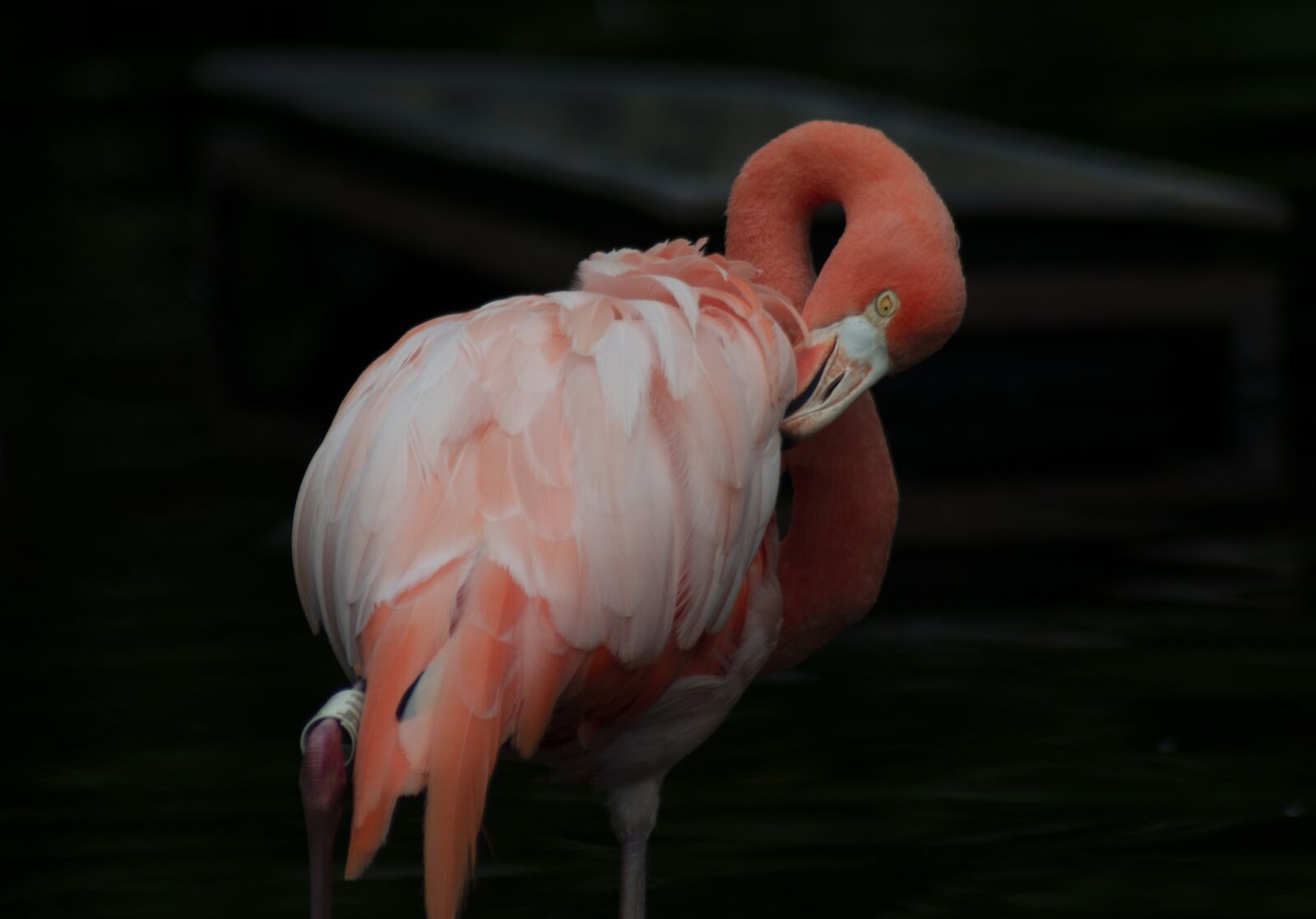 Nikon D5300 sample photo. Colorful, flemish, plumage photography