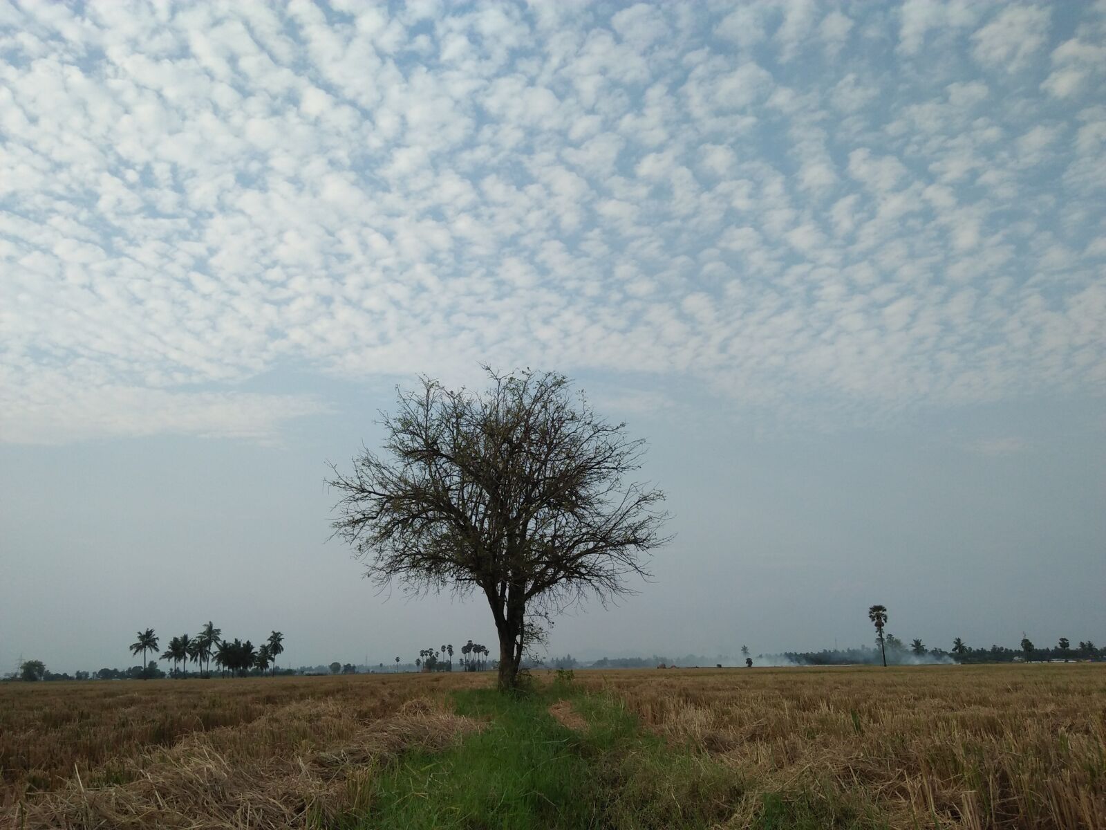 OPPO A37fw-International sample photo. Climate, tree, earth photography