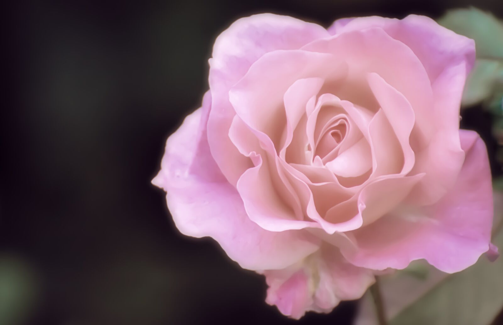 Nikon D7200 sample photo. Roses, flowers, plant photography