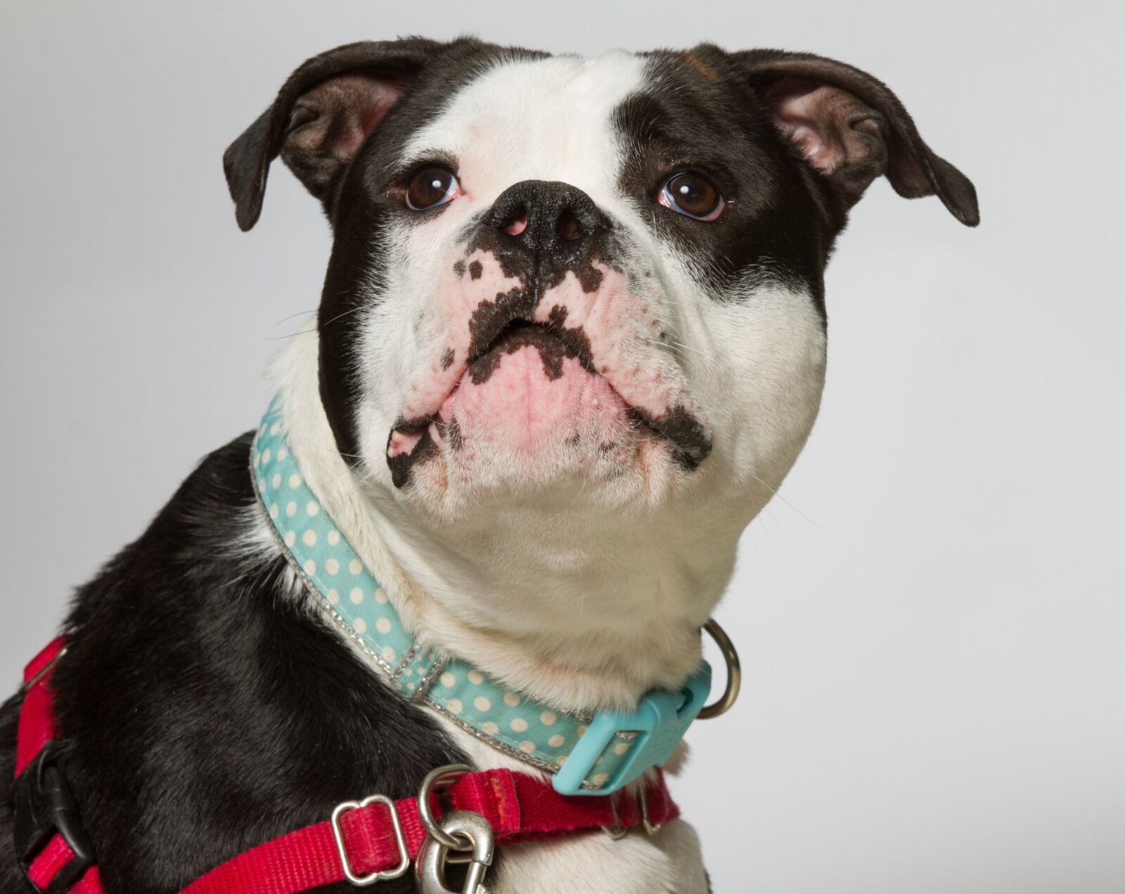 Canon EOS 7D sample photo. Bulldog, dog, portrait photography