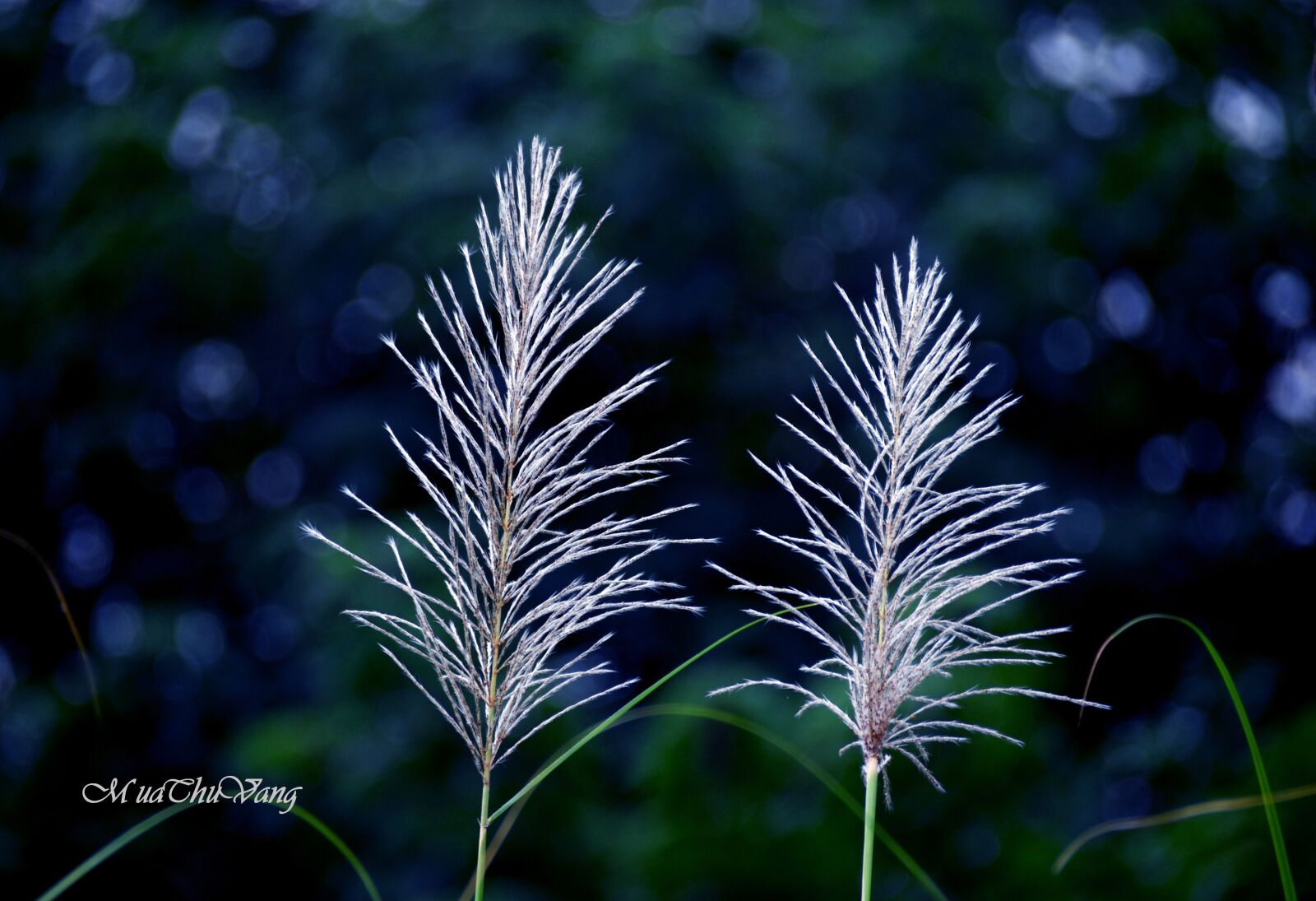 Nikon D7200 sample photo. Reed flower, white, spring photography