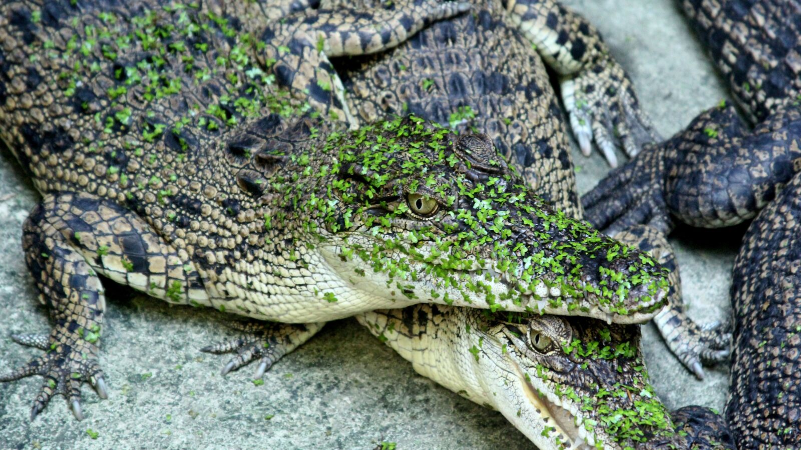 Canon EOS 60D + Canon EF 28-135mm F3.5-5.6 IS USM sample photo. Reptile, nature, wildlife photography