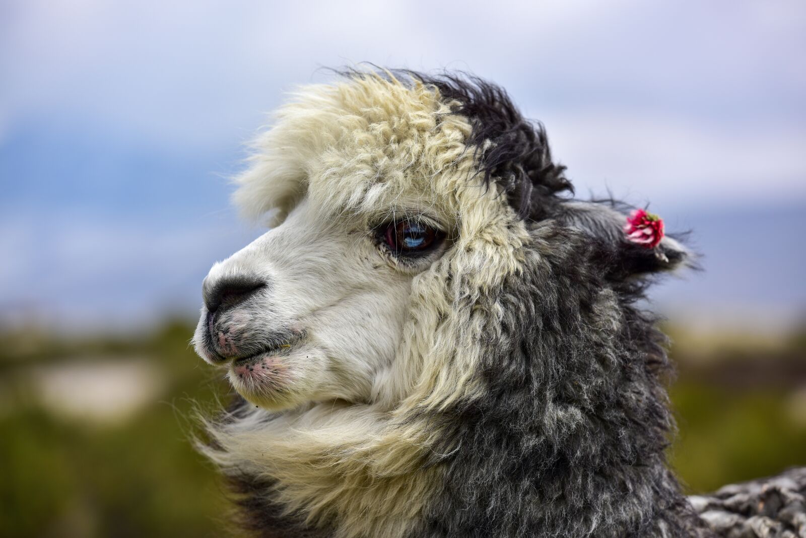 Nikon D810 sample photo. Chile, ande, alpaca photography