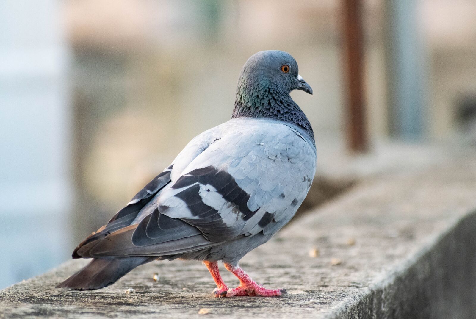 Nikon D3300 sample photo. Pigeon, dove, bird photography