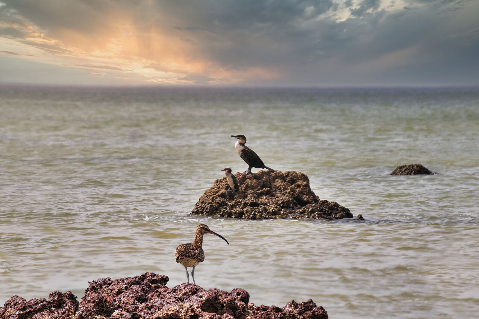 Nikon D300 sample photo. Whimbrel, cormorant, birds photography