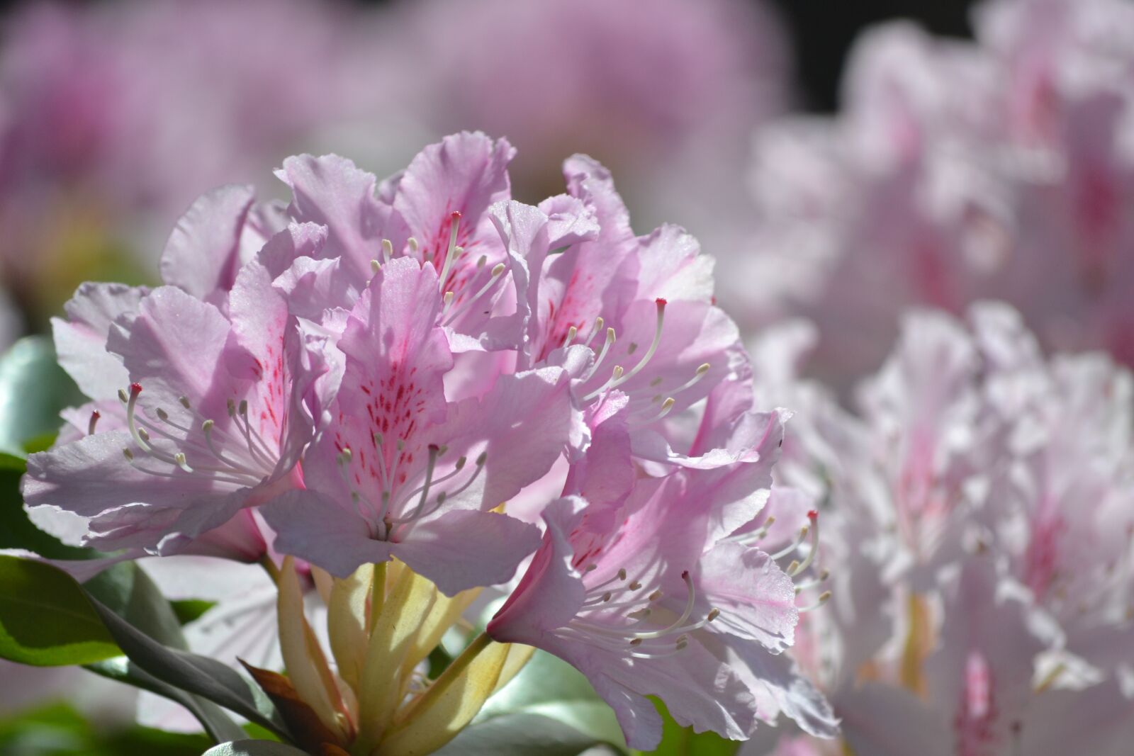 Nikon D3100 sample photo. Rhododendron, pink, bright photography