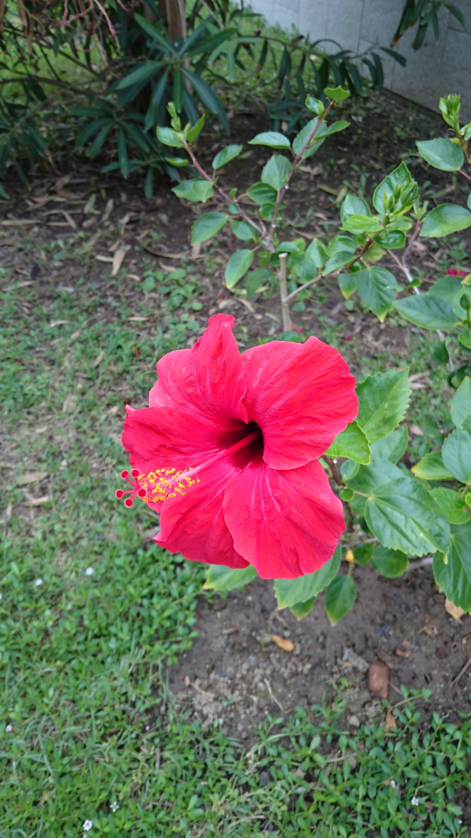 Sony Xperia Z3+ sample photo. Flowers, red, flowers photography