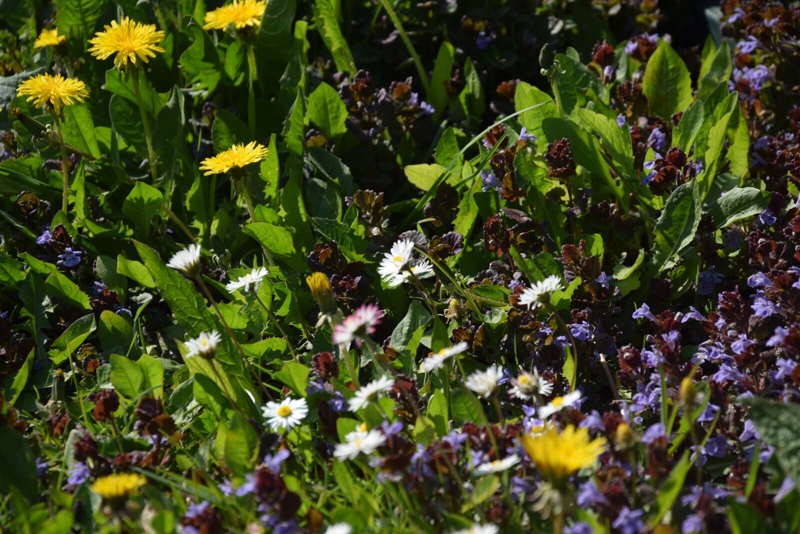 Nikon D5300 sample photo. Nuns, flower, nature photography