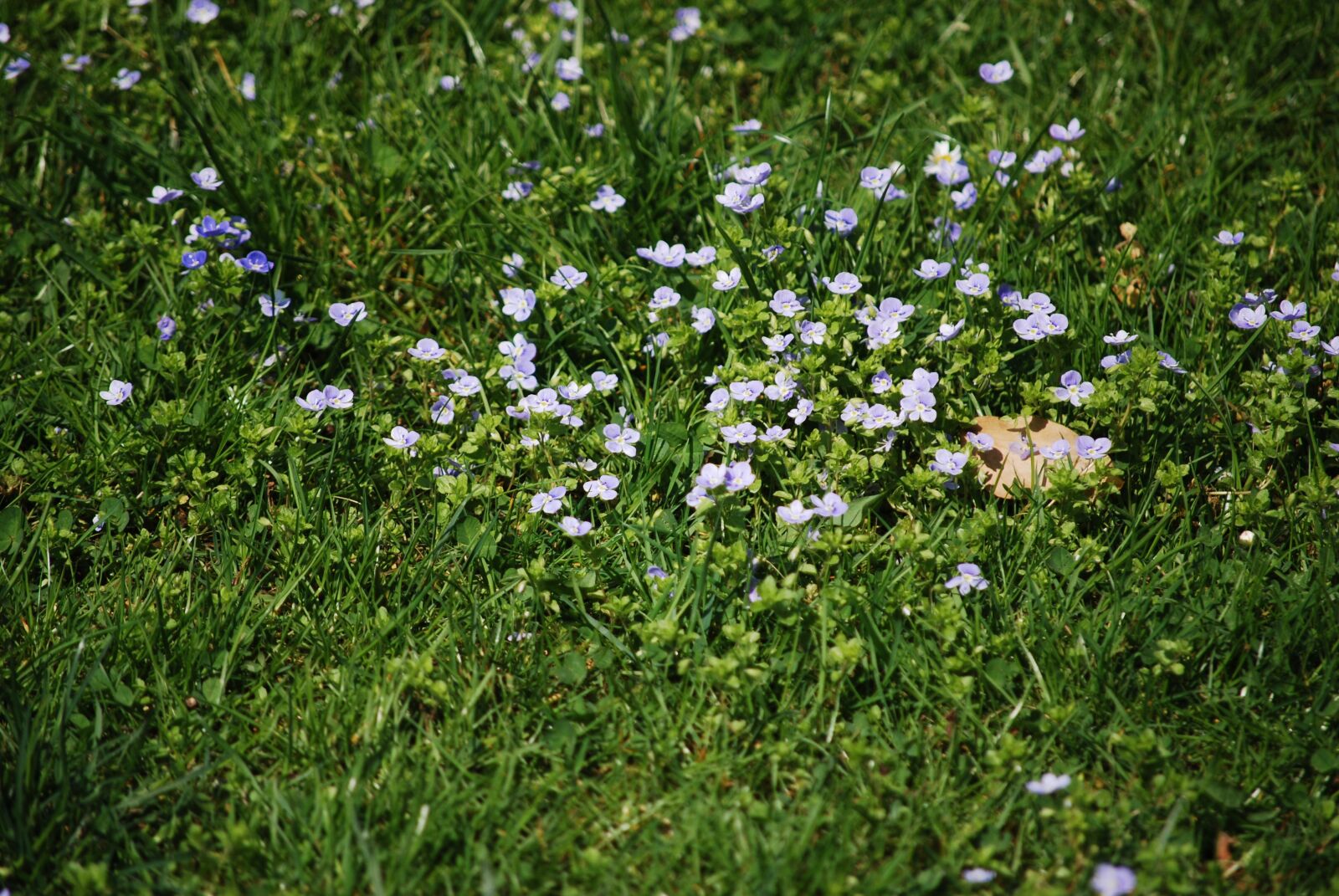 Nikon D60 sample photo. Flower, plant, nature photography