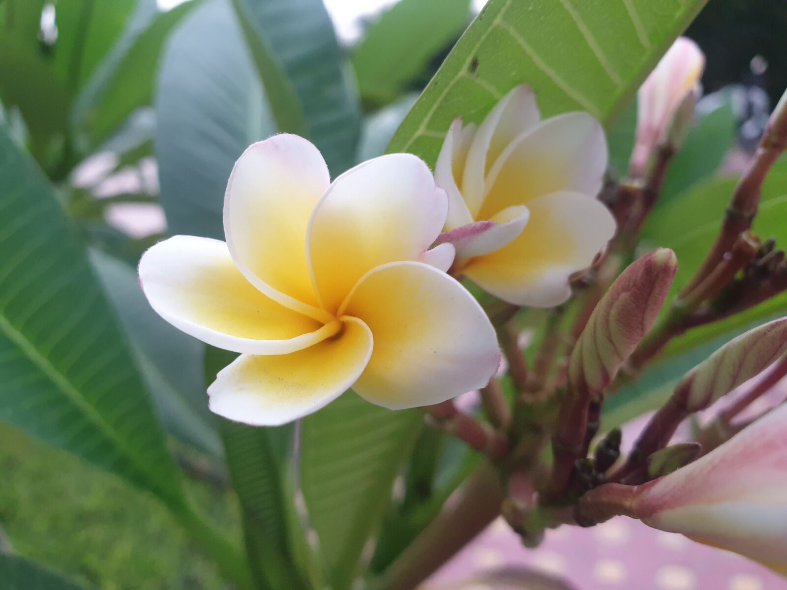 Samsung Galaxy Note9 sample photo. Flower, yellow, nature photography