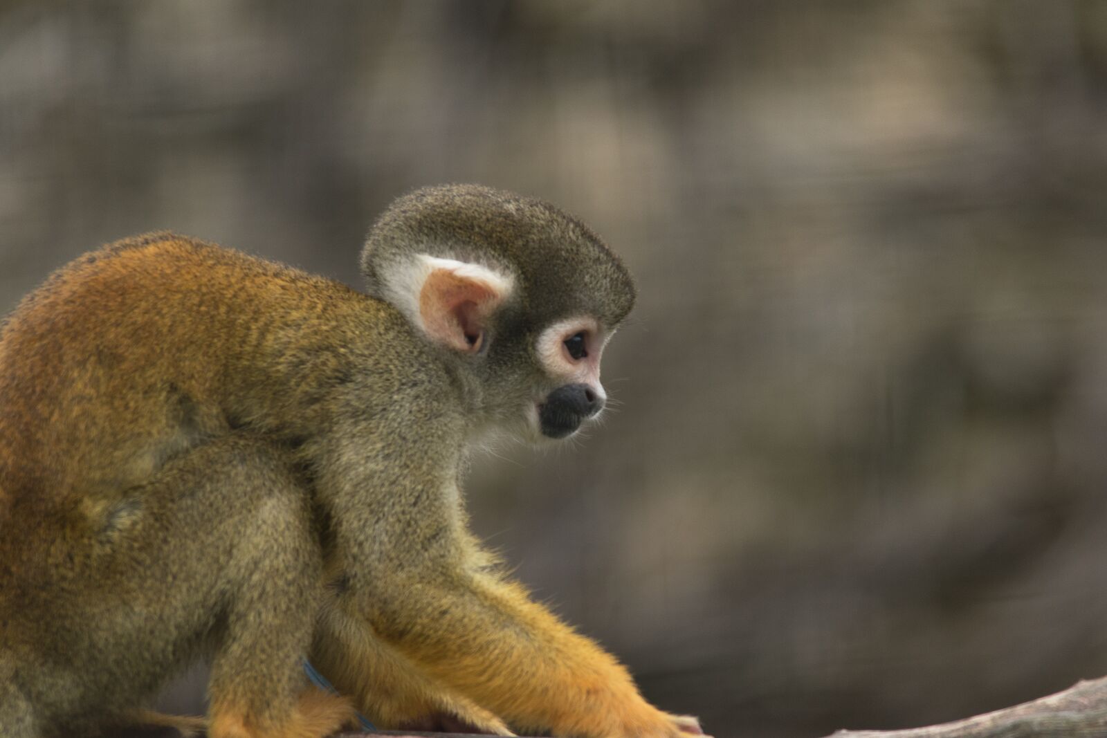Nikon D5600 sample photo. Saimiri, squirrel monkey, monkey photography