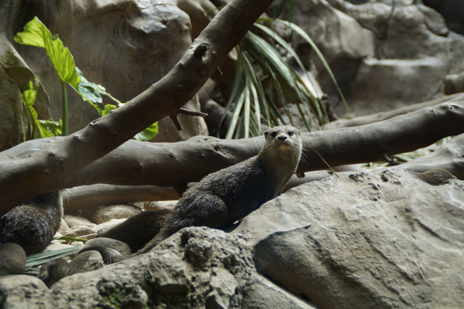 Sony SLT-A58 sample photo. Otter, possierlich, cheeky photography