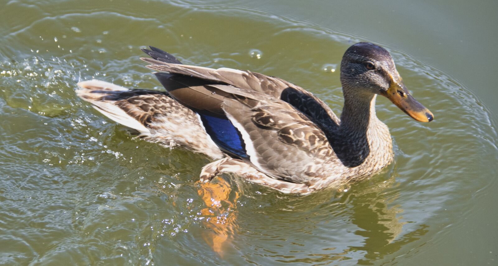 Nikon D850 sample photo. Duck, bird, waterfowl photography