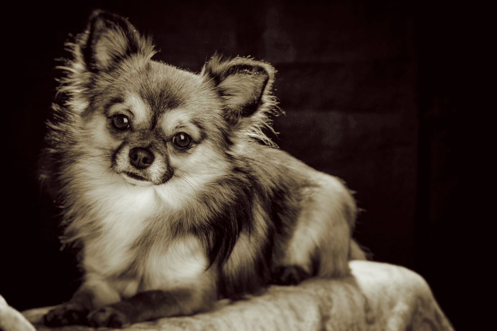 Canon EOS 70D + Canon EF 24-105mm F4L IS USM sample photo. Chihuahua, small, small dog photography