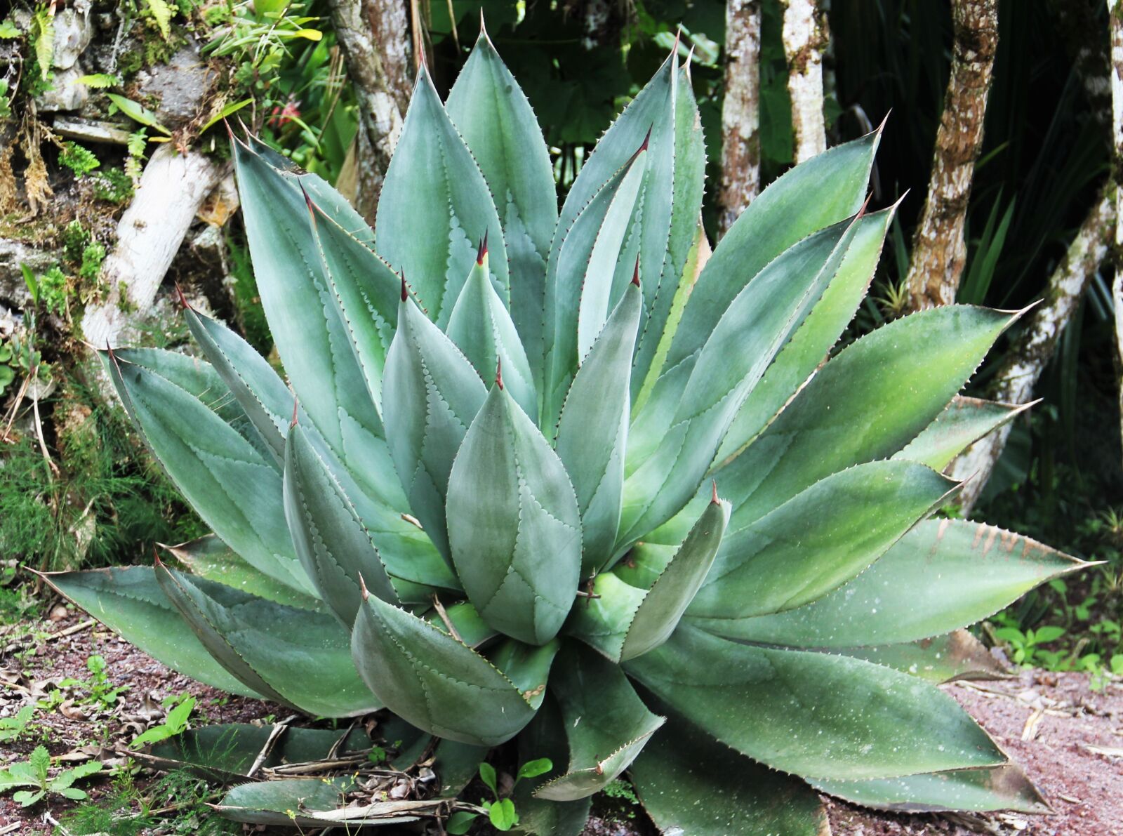 Canon EOS 550D (EOS Rebel T2i / EOS Kiss X4) sample photo. Giant aloe vera, leaves photography