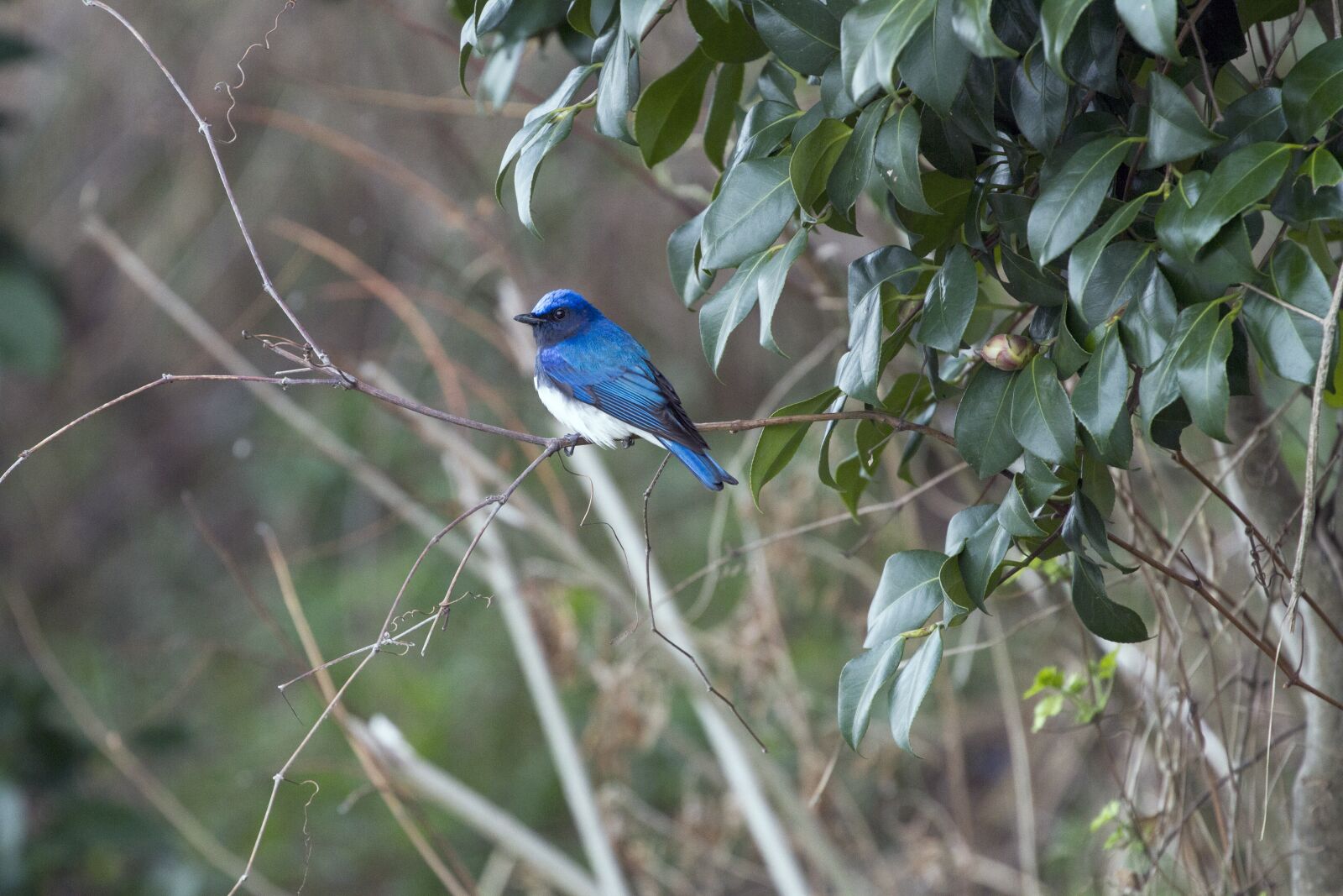 Canon EF 70-300mm F4-5.6L IS USM sample photo. Blue-and-white flycatcher, blue bird photography