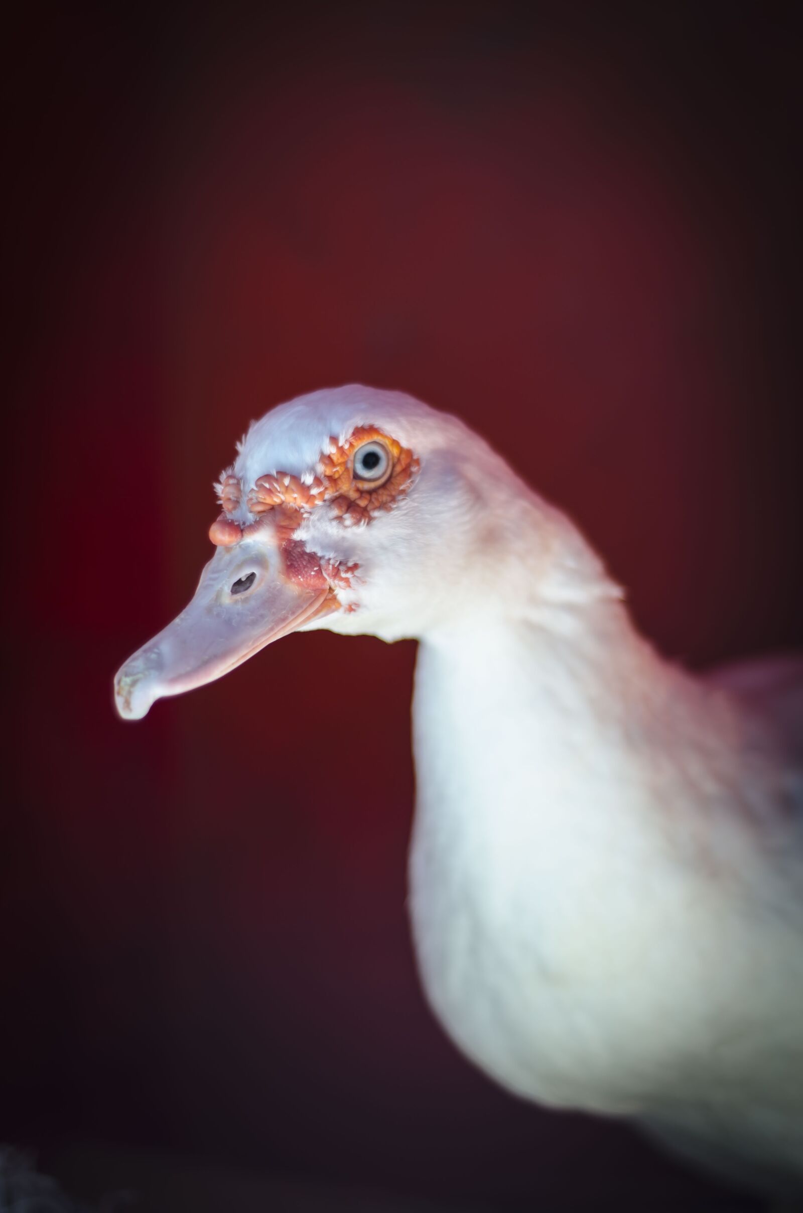 Nikon D7000 sample photo. Pato, mascota, ave photography