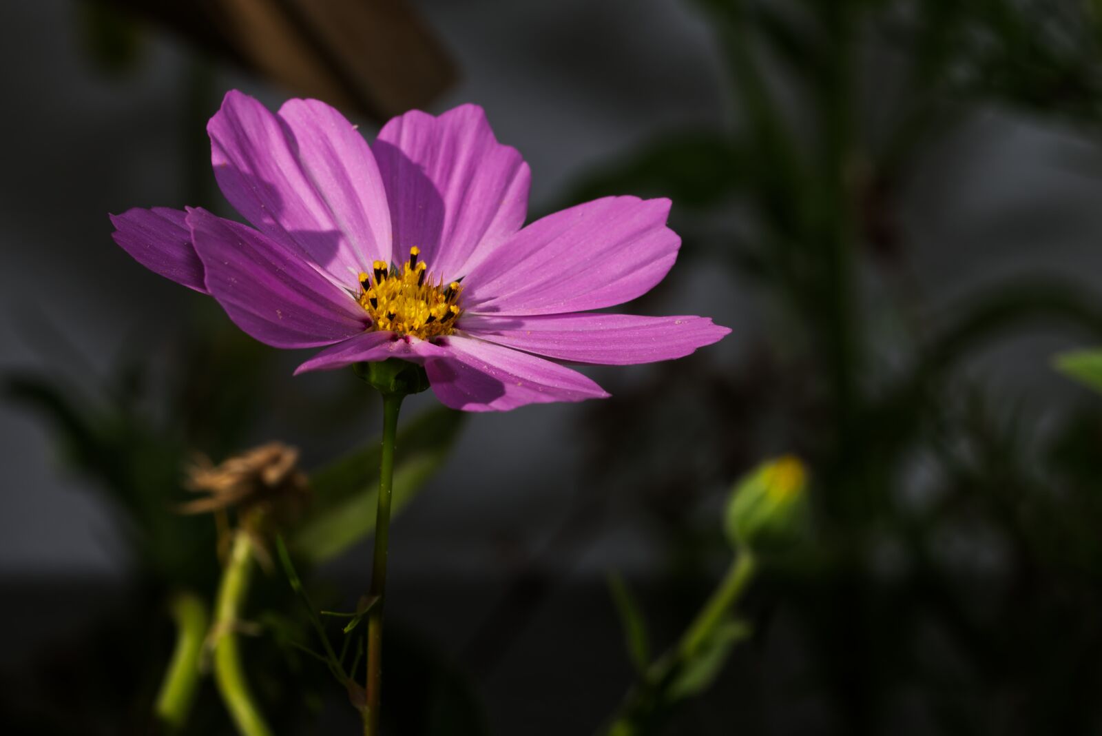 Nikon D5500 sample photo. Flower, blossom, bloom photography