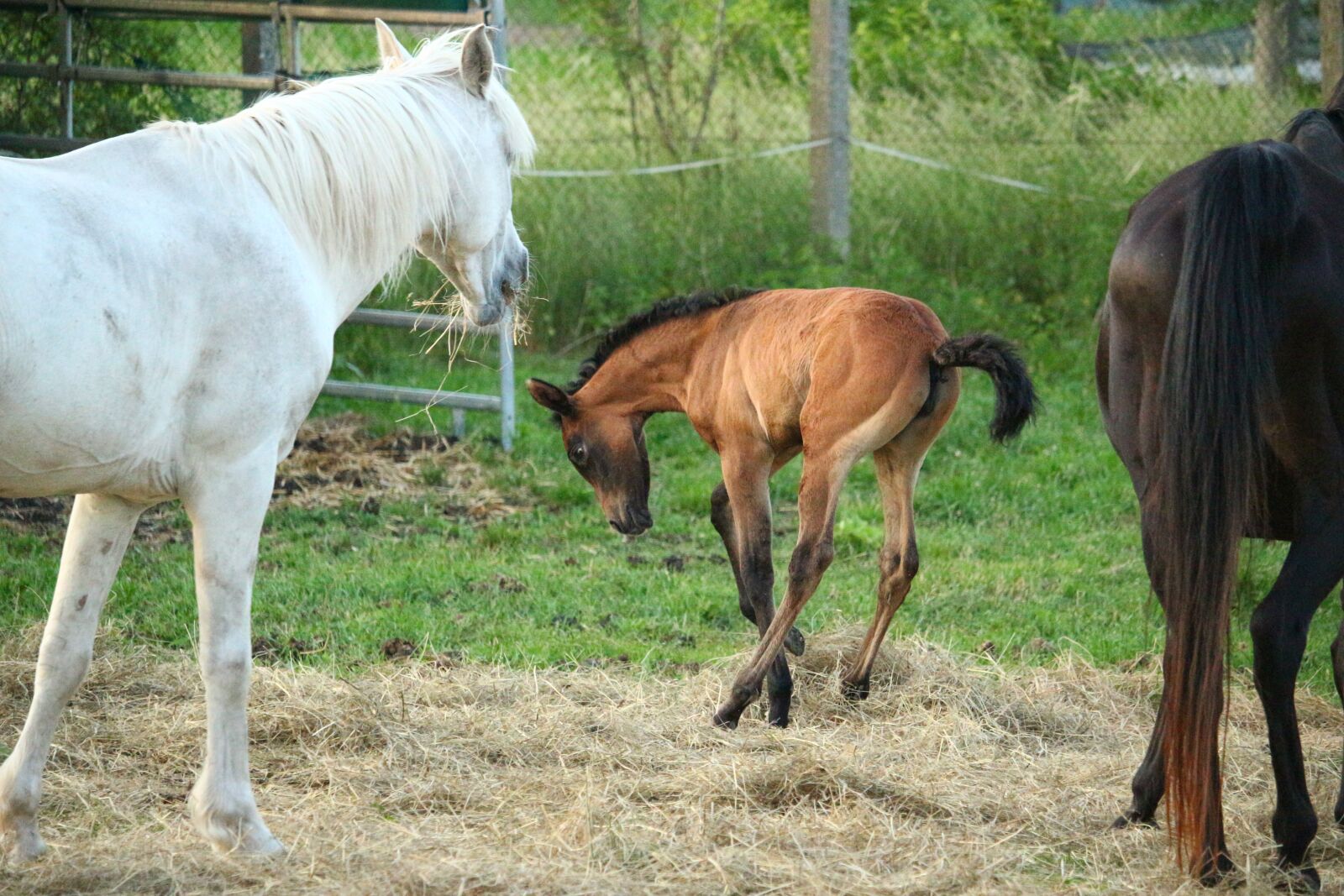 Canon EOS 100D (EOS Rebel SL1 / EOS Kiss X7) sample photo. Horse, foal, suckling photography