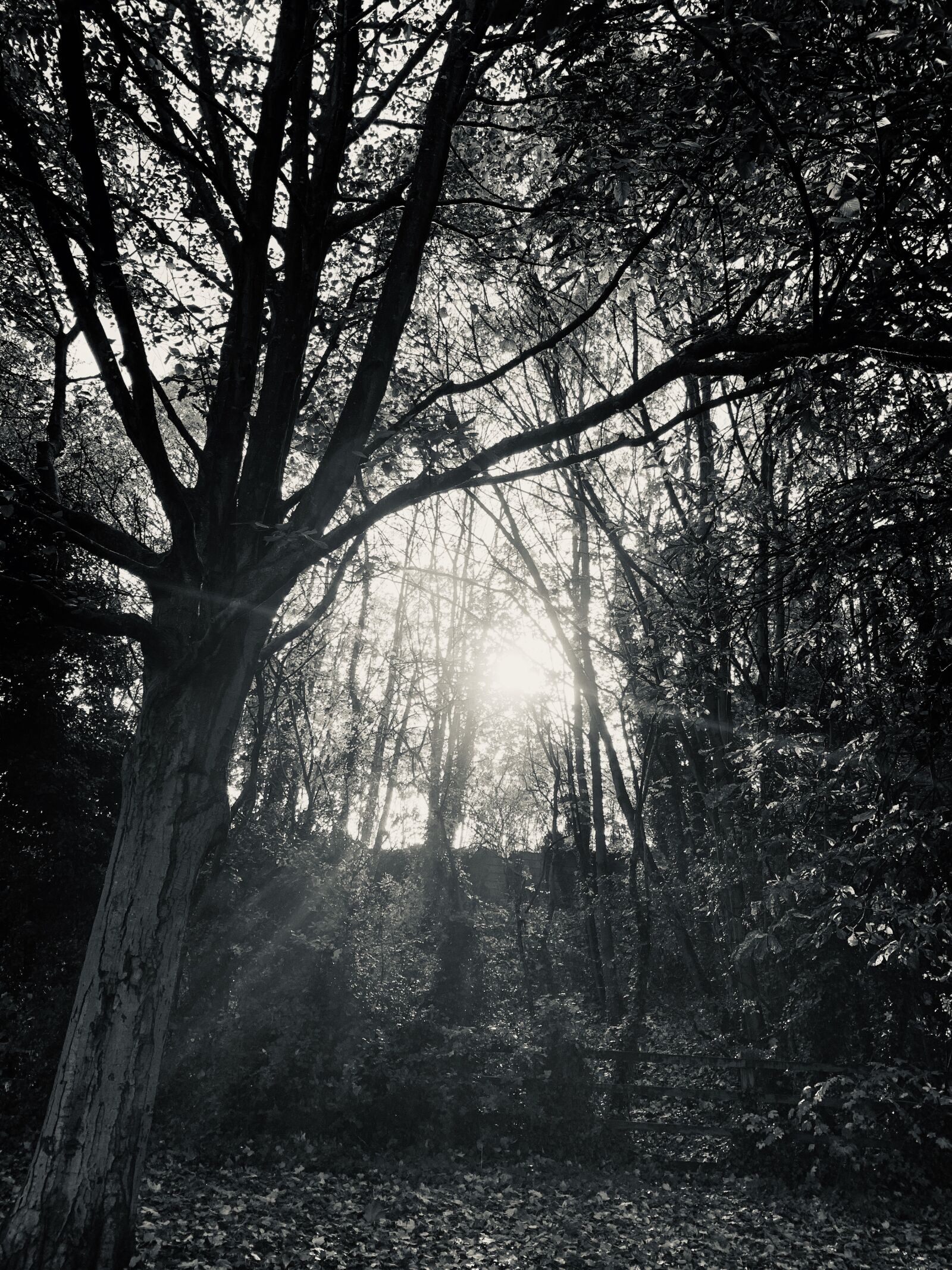 Apple iPhone XR sample photo. Dark, nature, landscape photography