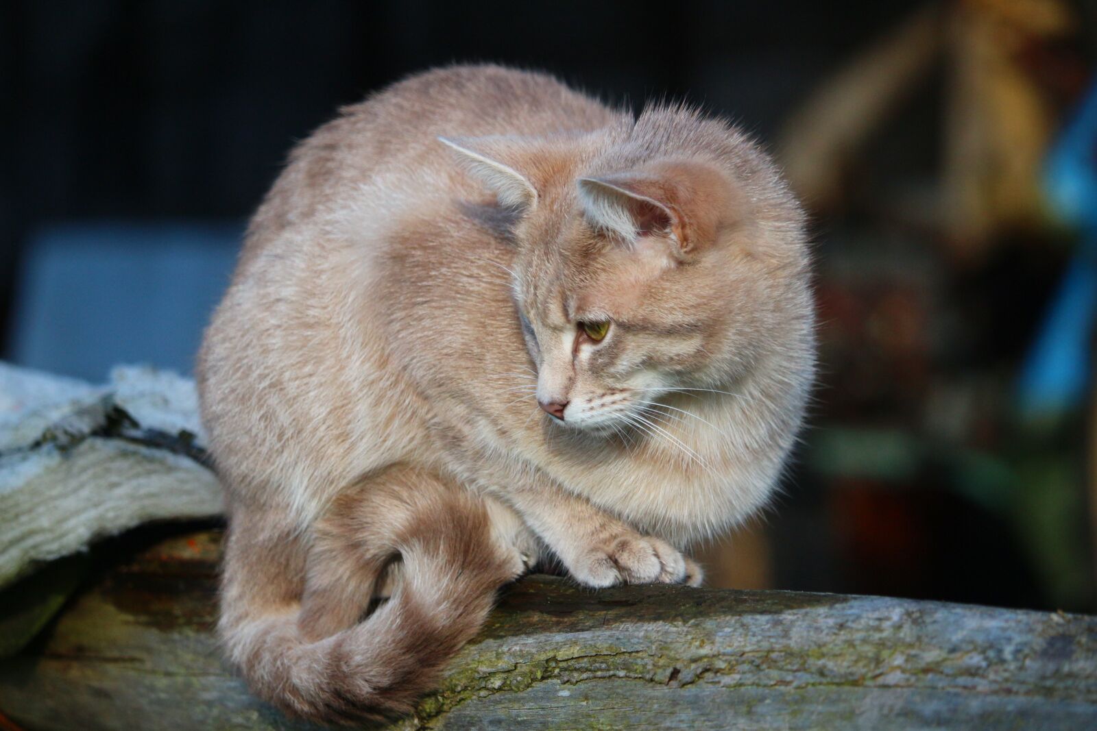 Canon EOS 100D (EOS Rebel SL1 / EOS Kiss X7) sample photo. Cat, mieze, mackerel photography