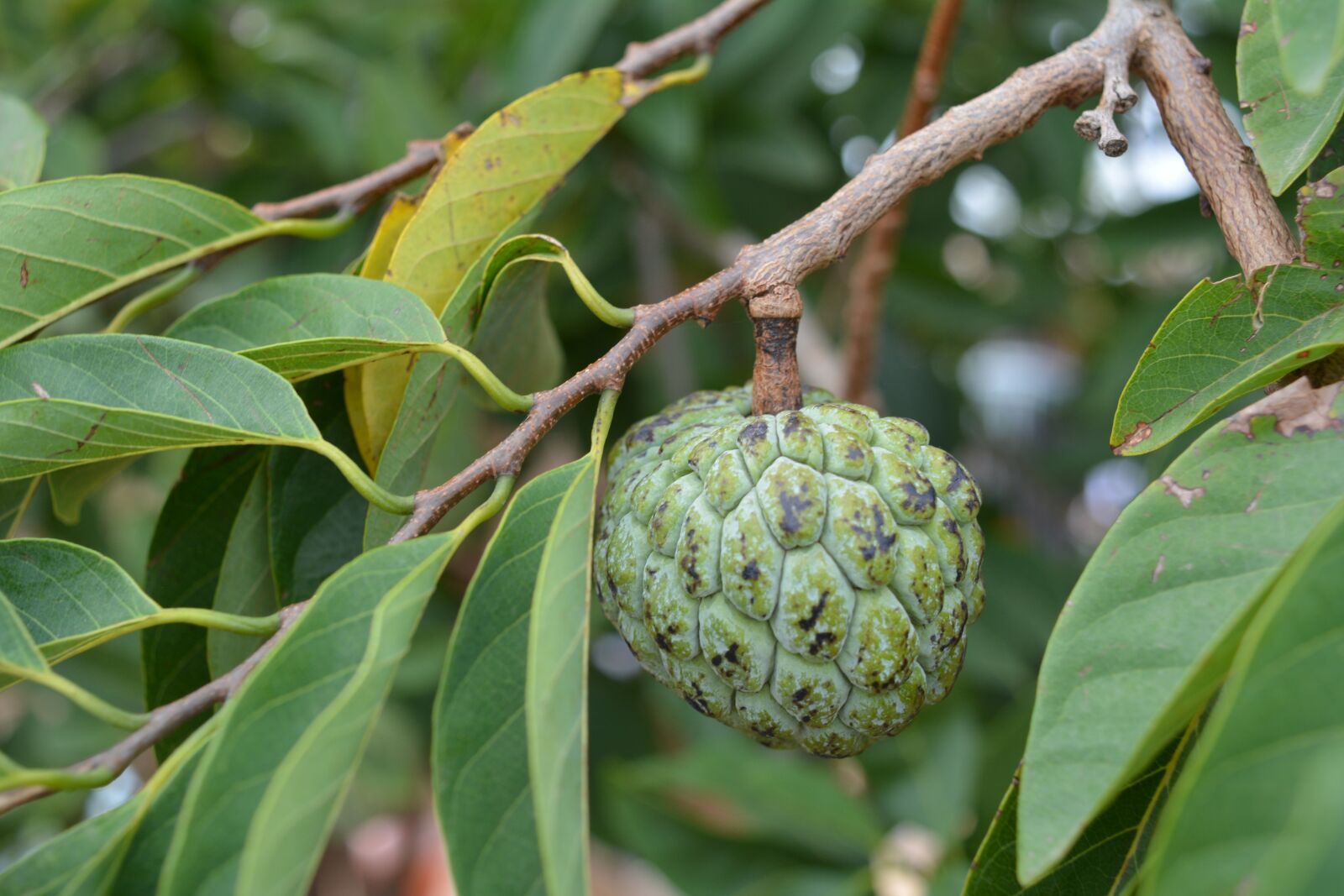 Nikon D5200 sample photo. Nature, green, food photography