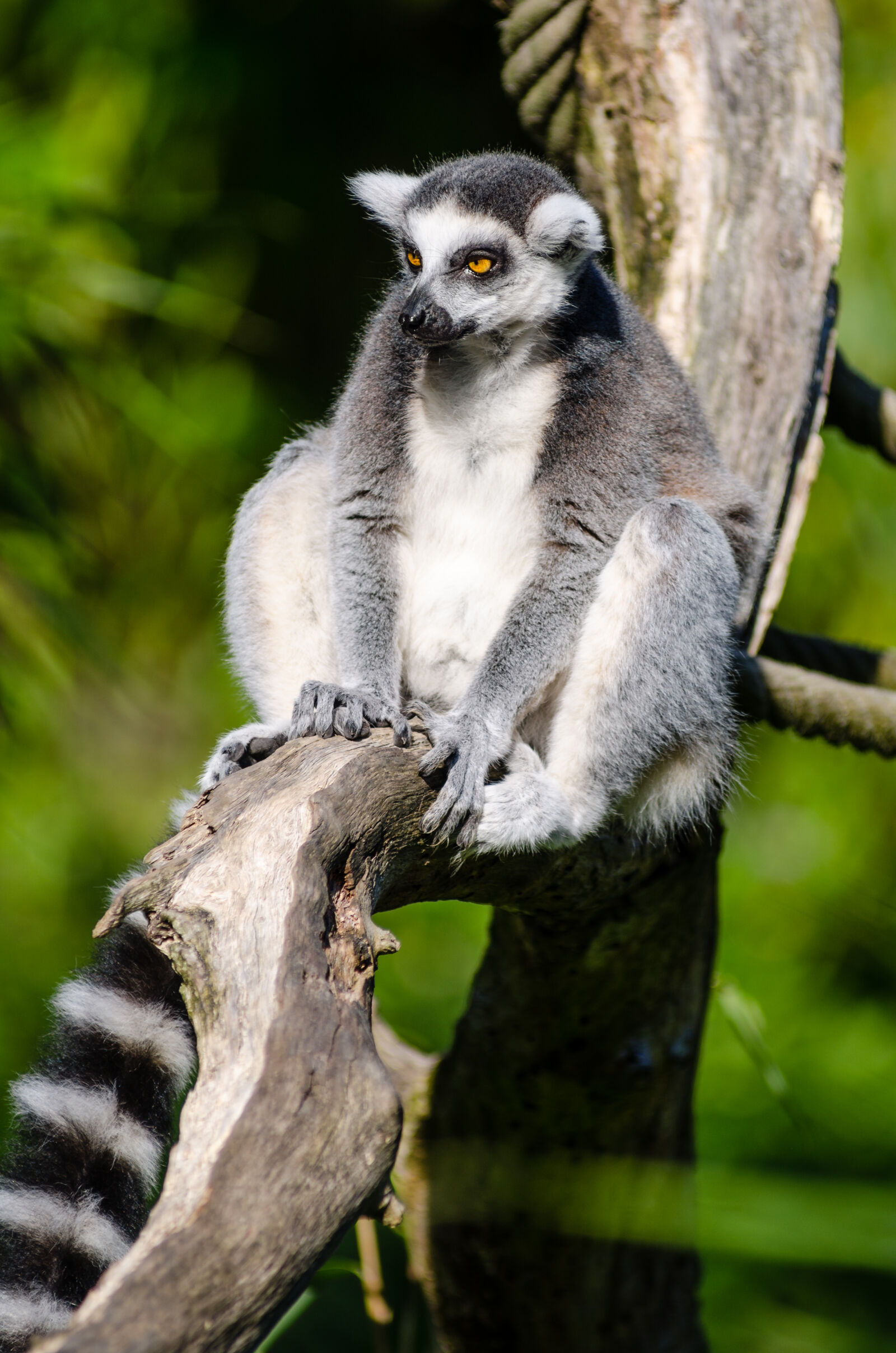 AF Zoom-Nikkor 80-200mm f/2.8 ED sample photo