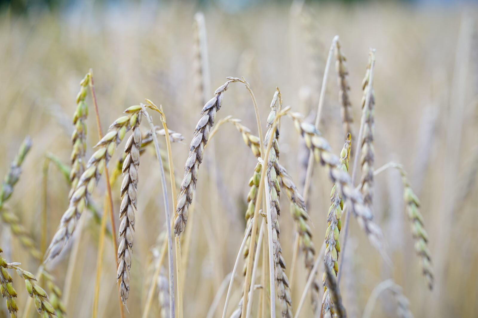 Sony a7R II + Sony FE 90mm F2.8 Macro G OSS sample photo. Spelt, grain, cereals photography